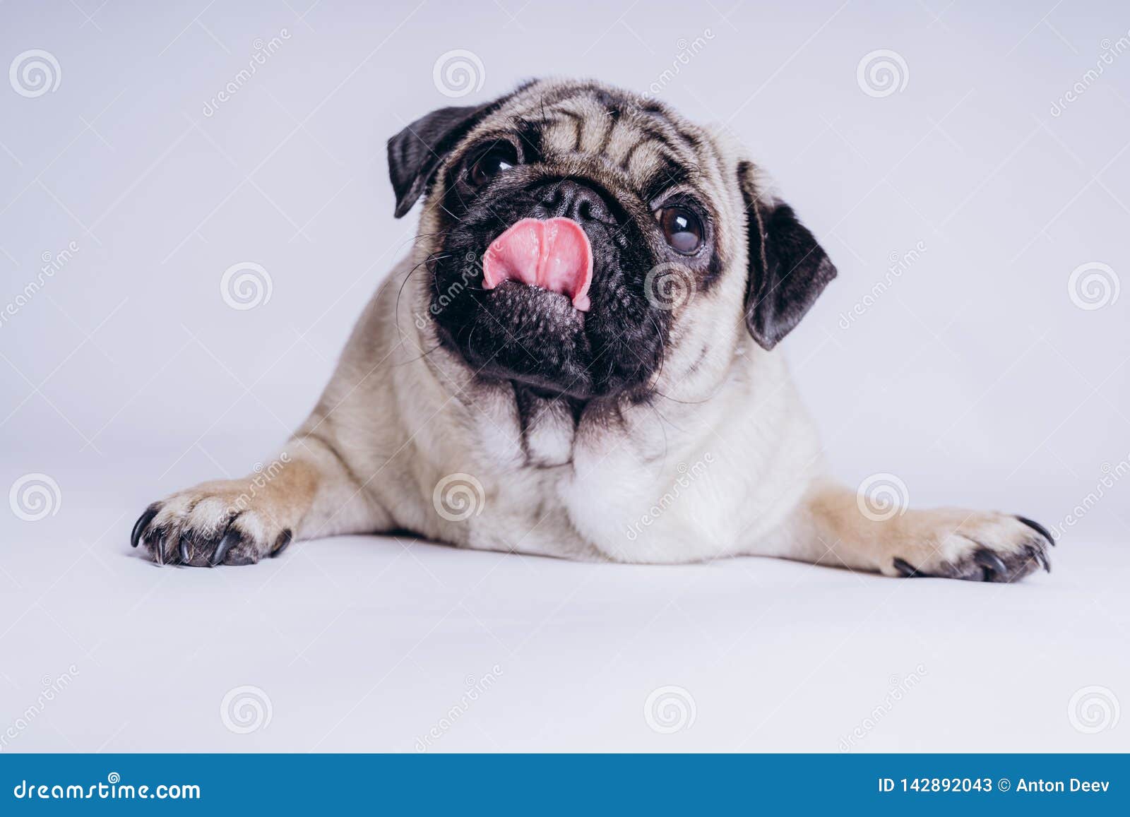 Funny Pug Puppy on White Background. Portrait of a Cute Pug Dog ...