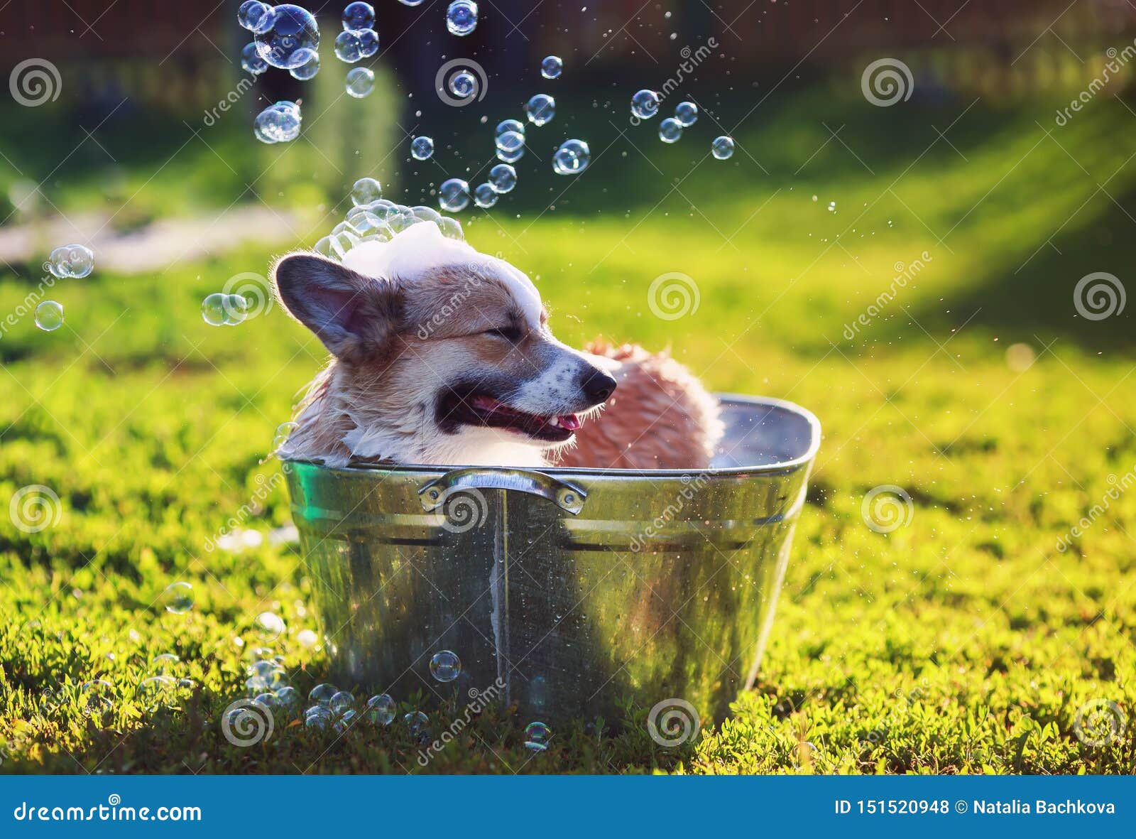 Puppy Dog Standing in a Metal Basin, is Cooled, Washed on the Street in ...