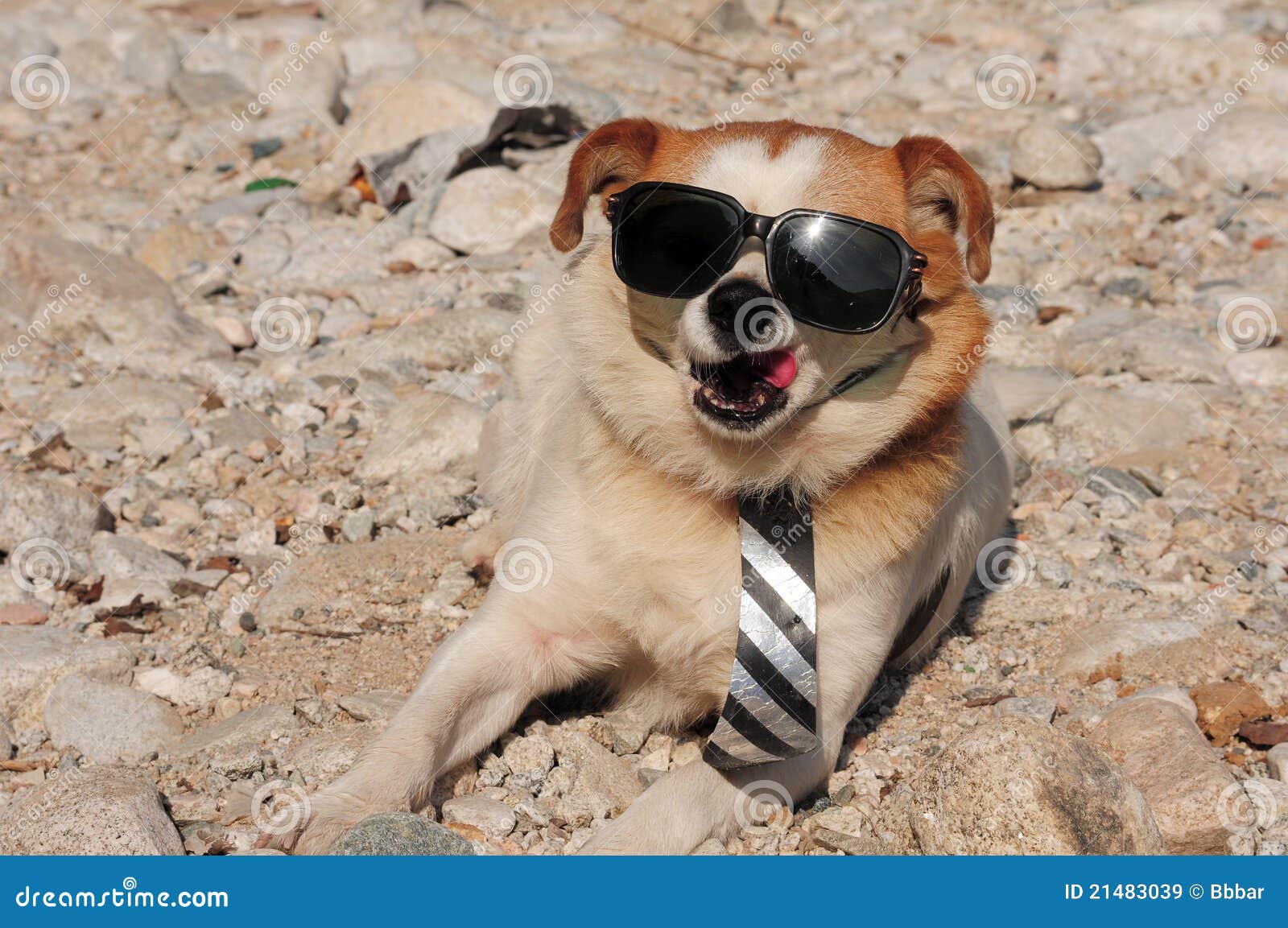 puppy sunglasses puppy in sunglasses royalty free stock images image 21483039 puppy sunglasses puppy in sunglasses royalty free stock images image 21483039