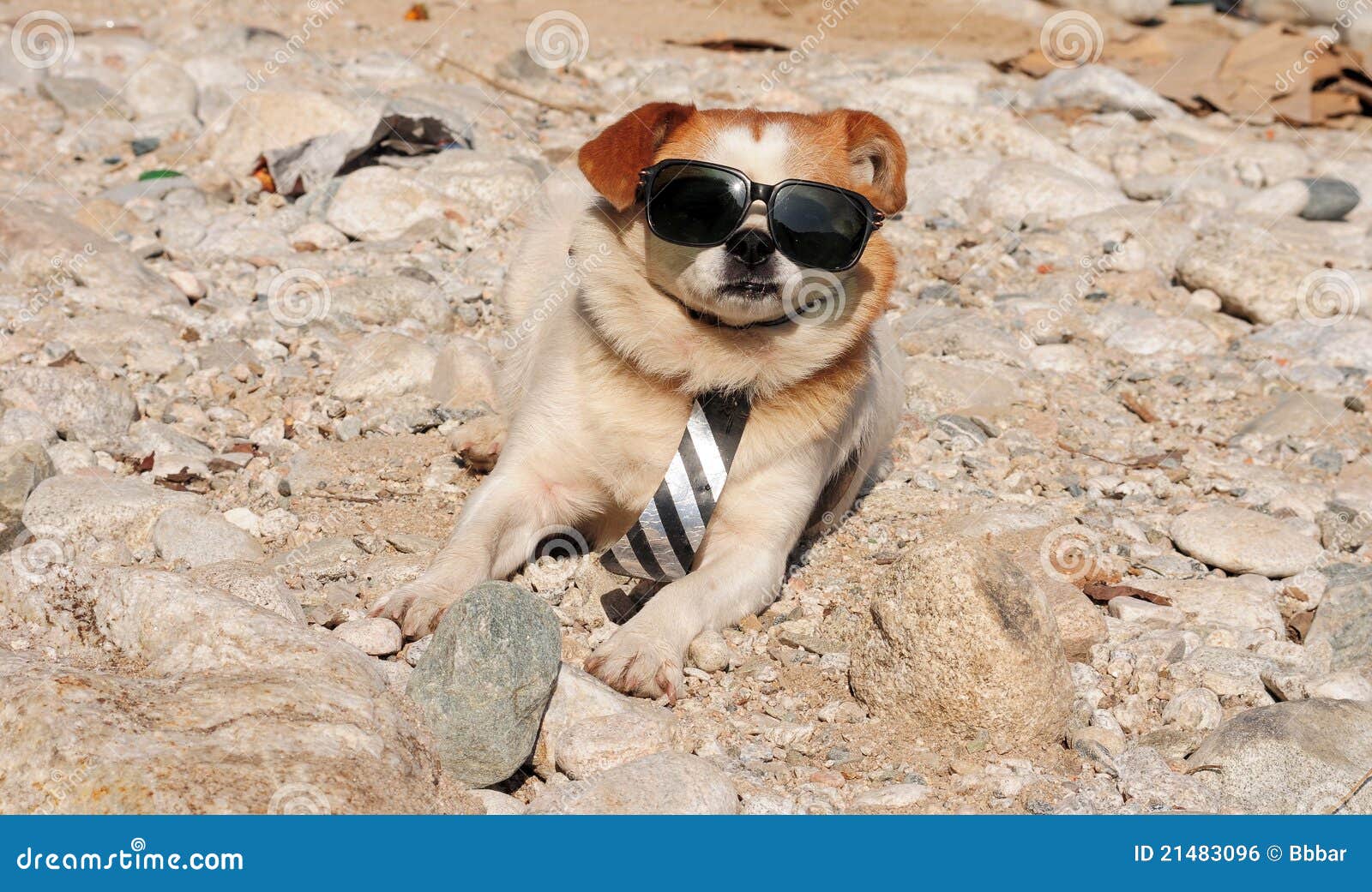 Funny puppy in sunglasses stock photo. Image of friend 21483096