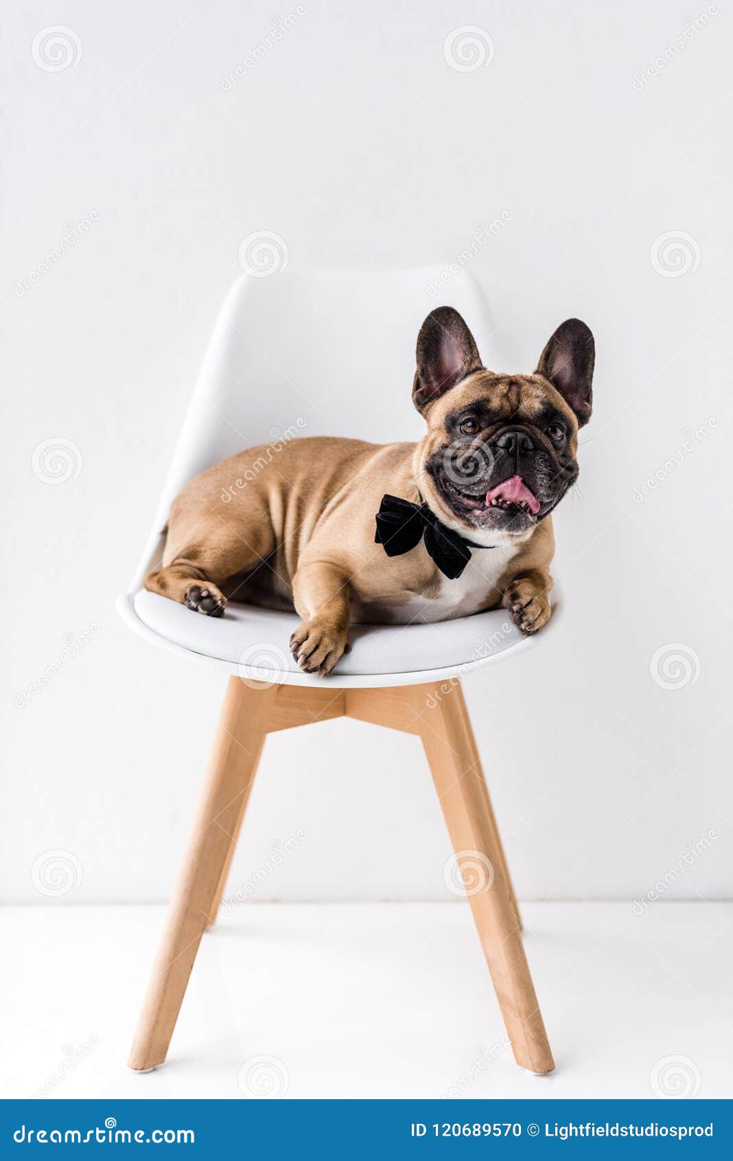 Funny Purebred French Bulldog with Black Bow Tie Lying Stock Photo ...