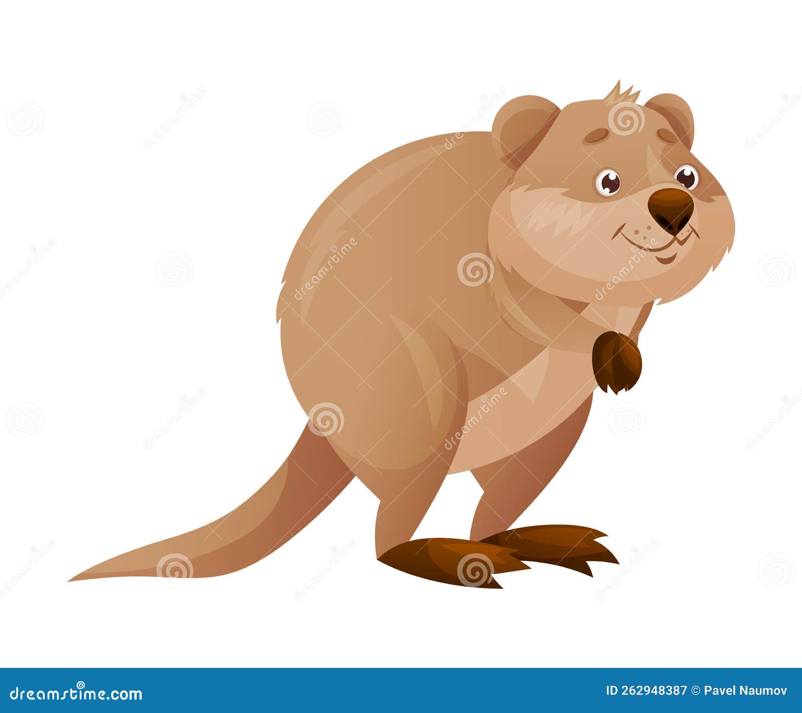 funny quokka as short-tailed scrub wallaby with rounded ears standing on hind legs and smiling  