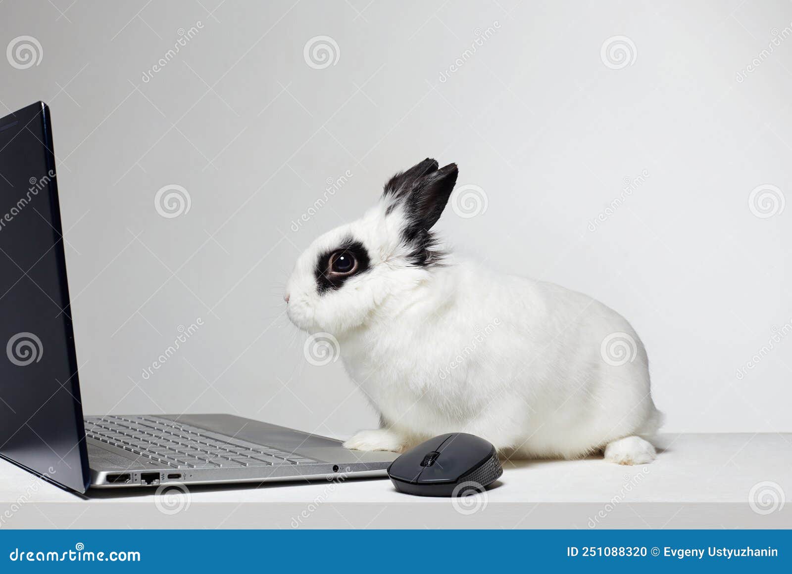 Funny Rabbit with Computer. Pet on Laptop Stock Photo - Image of businessman, bunny: 251088320 Funny Rabbit with Computer. Pet on Laptop Stock Photo - Image of businessman, bunny: 251088320