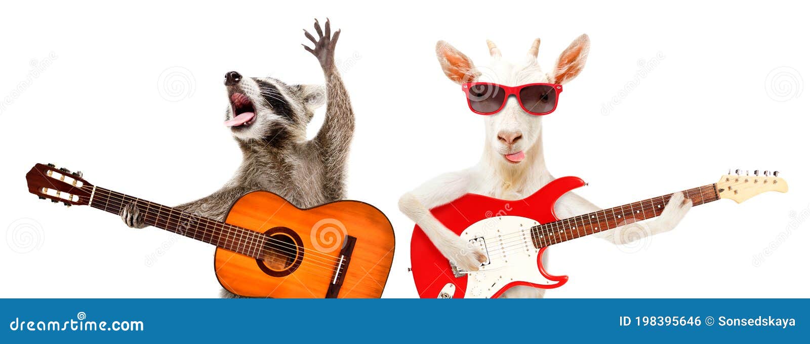 funny raccoon with acoustic guitar and goat with electric guitar