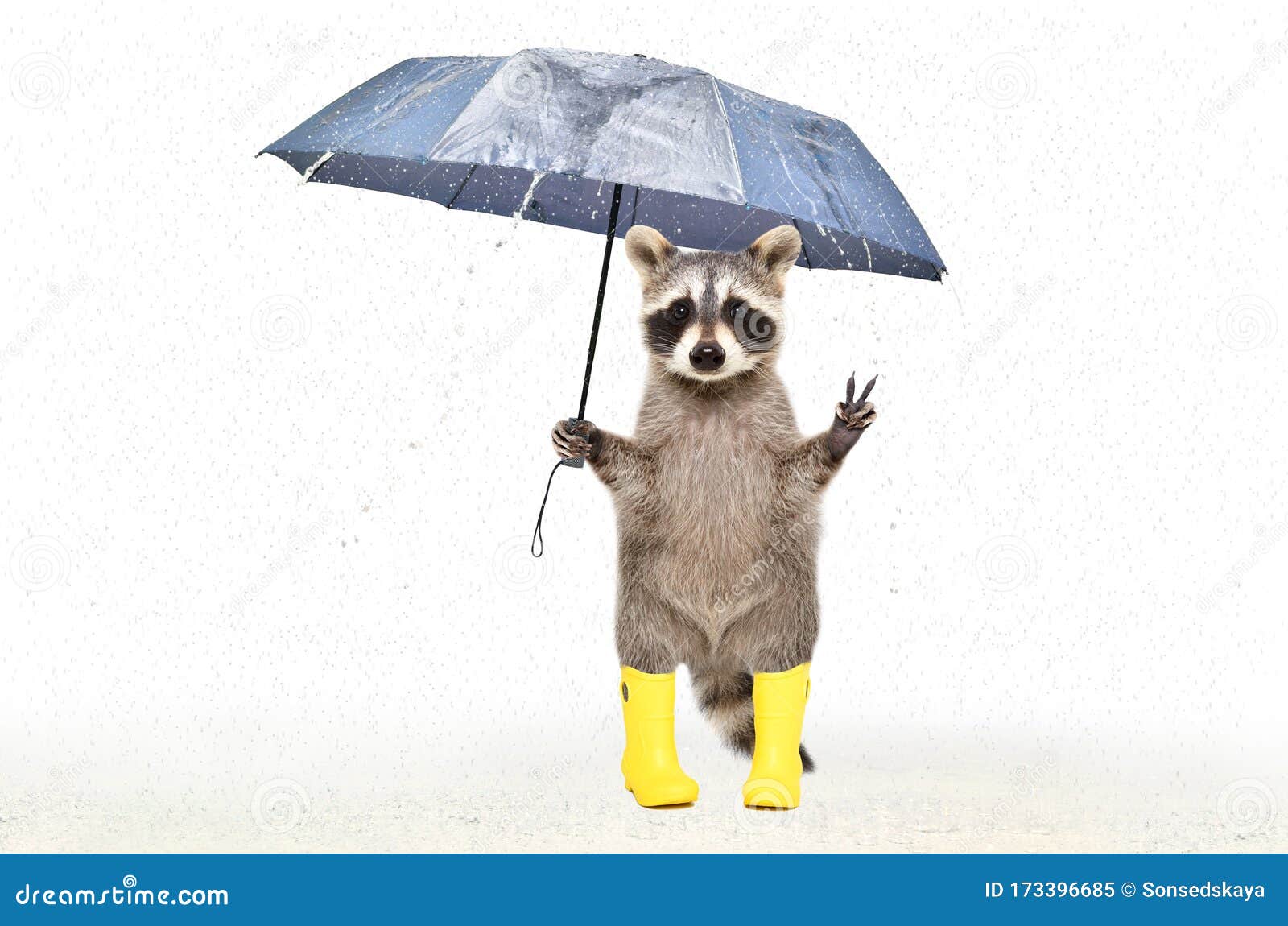 Funny Raccoon in Rubber Boots Standing Under an Umbrella in the Rain Stock Image - Image of background, game: 173396685 Funny Raccoon in Rubber Boots Standing Under an Umbrella in the Rain Stock Image - Image of background, game: 173396685