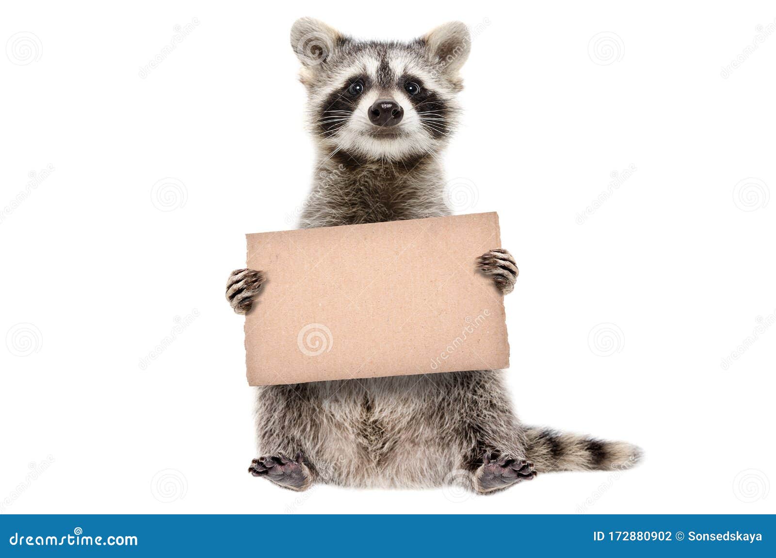 funny raccoon standing with a cardboard in paws