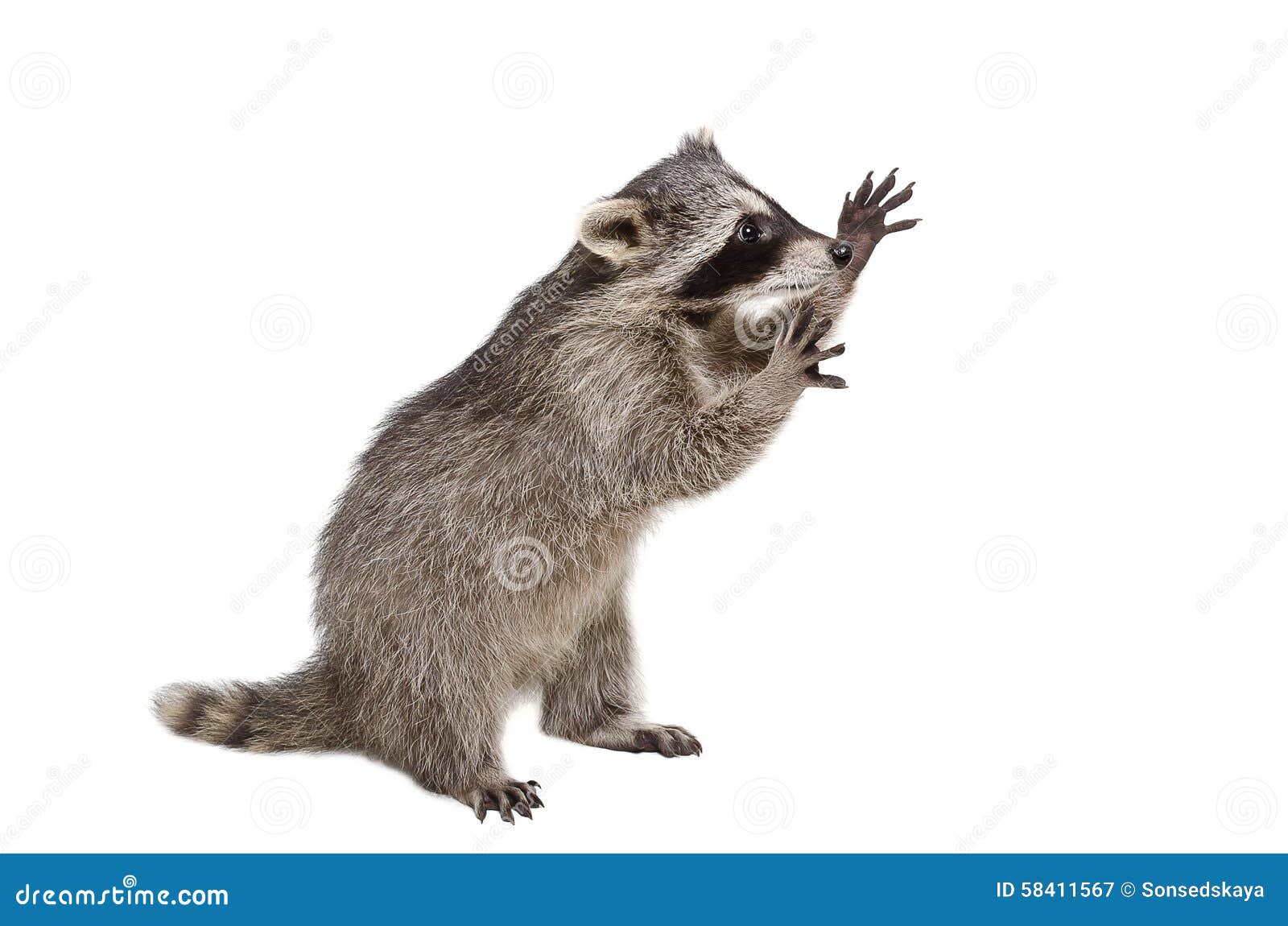 Funny Raccoon Standing On His Hind Legs Stock Photo ...