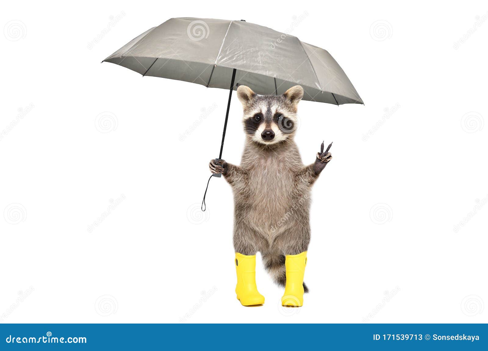Funny Raccoon in Yellow Rubber Boots Standing Under an Umbrella Stock Image  - Image of humorous, color: 171539713