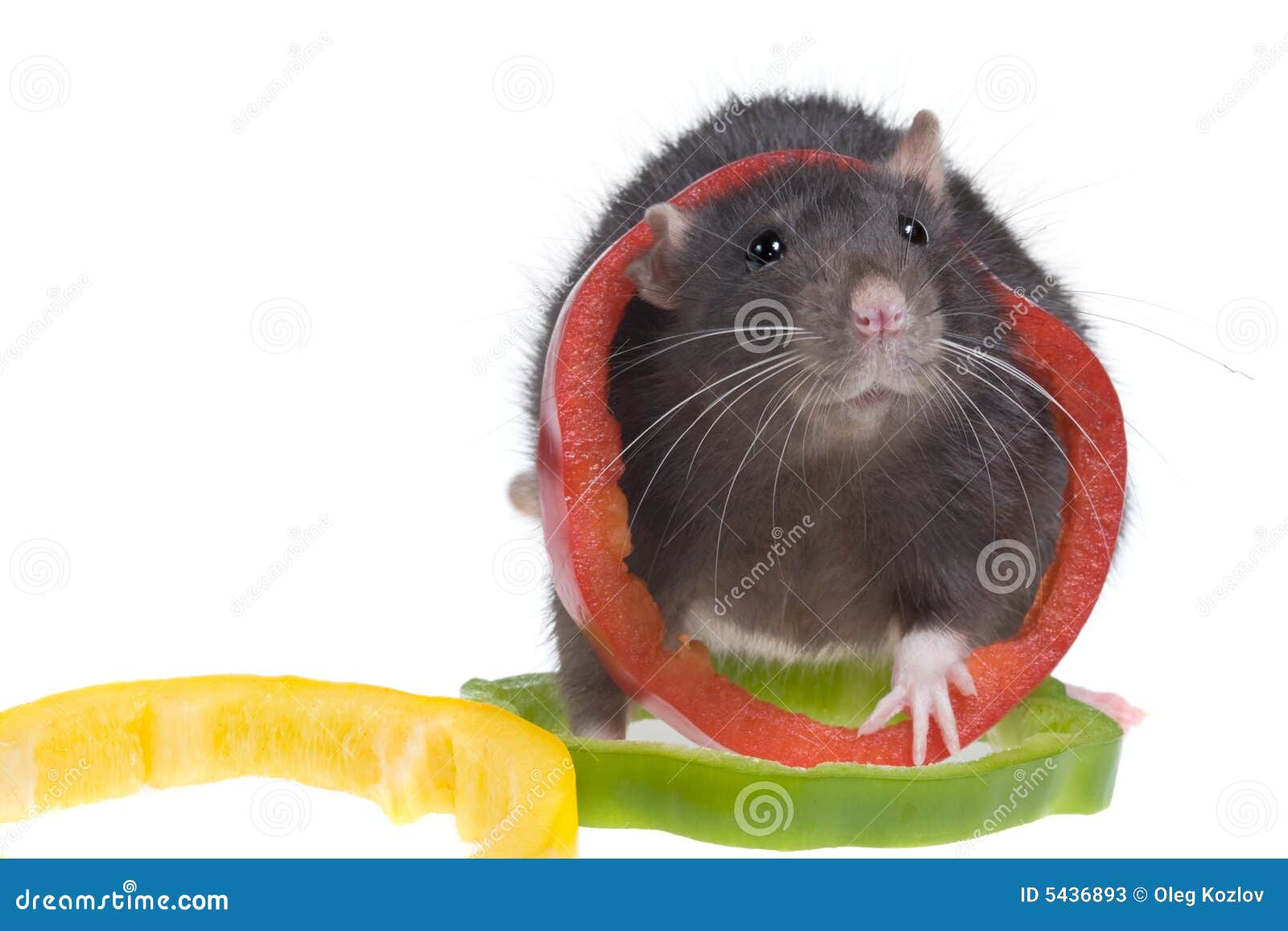 Funny rat stock image. Image of yellow, bell, vegetable - 5436893