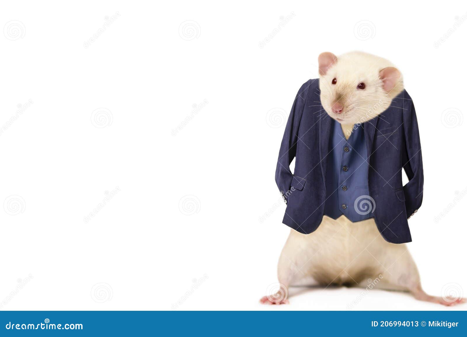 Funny Rat Businessman in Suit Jacket Stock Image - Image of rats, suit:  206994013
