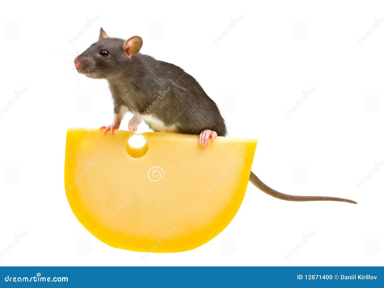 Funny Rat and Cheese Isolated on White Stock Photo Image of small