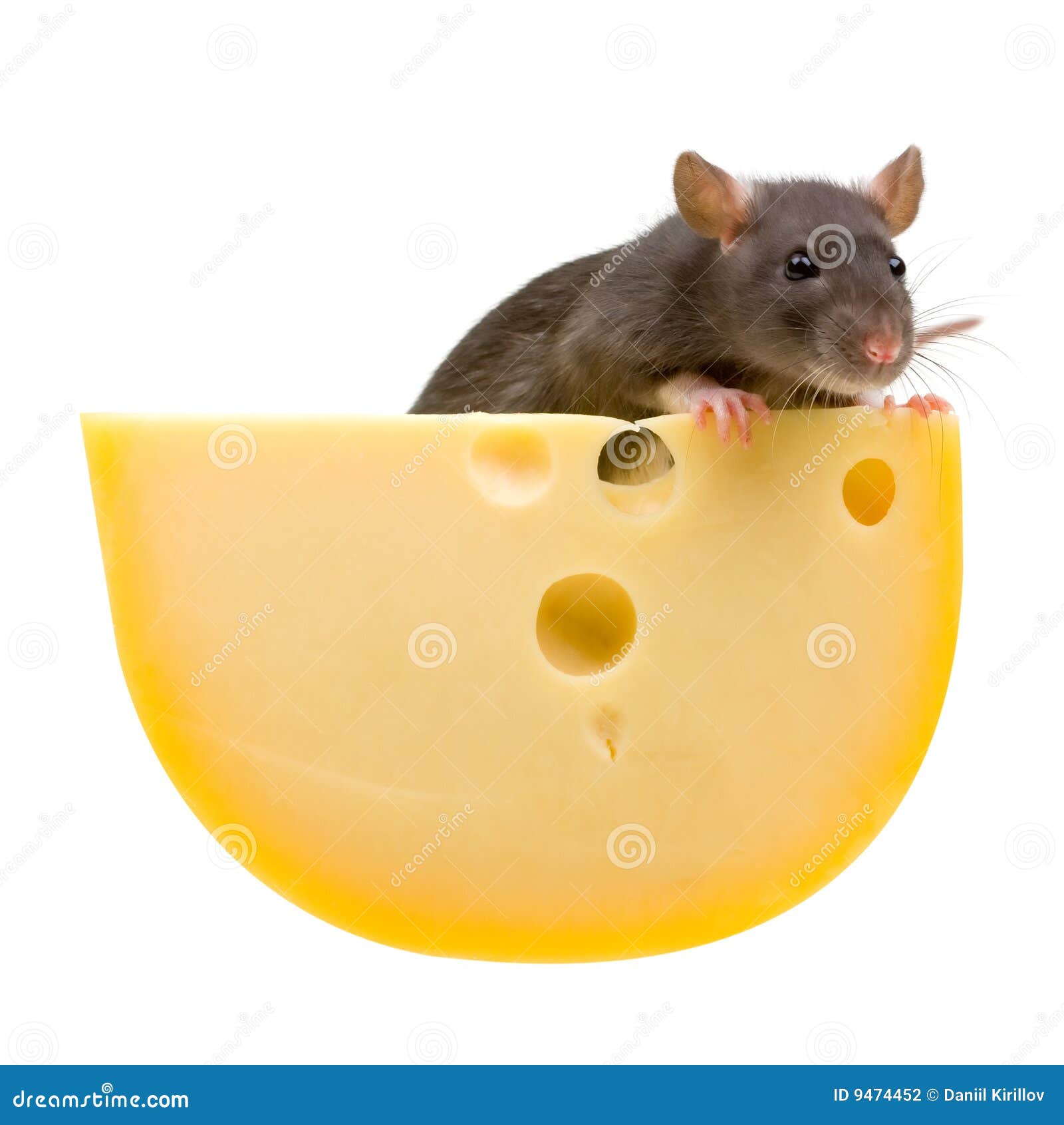 Cat feeds rat king with cheese Stock Photo by ©Iridi 311613576