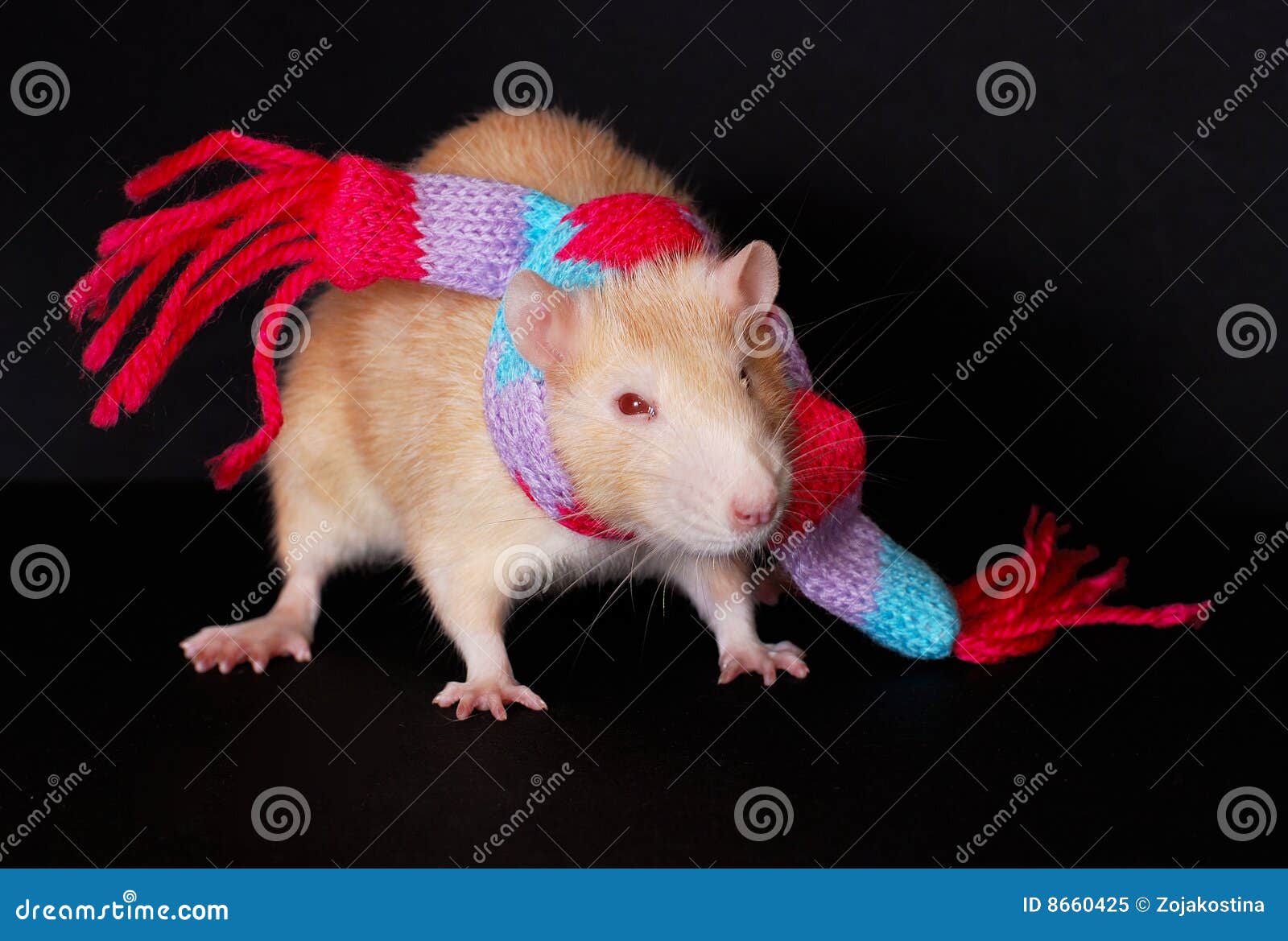 18,316 Funny Rat Stock Photos - Free & Royalty-Free Stock Photos from Dreamstime 18,316 Funny Rat Stock Photos - Free & Royalty-Free Stock Photos from Dreamstime