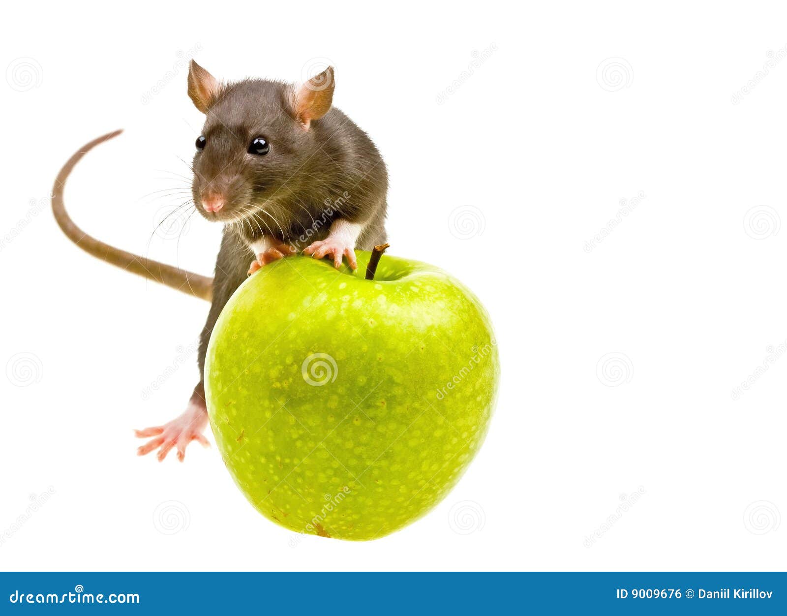Funny Rat and Green Apple Isolated on White Stock Photo Image of bait