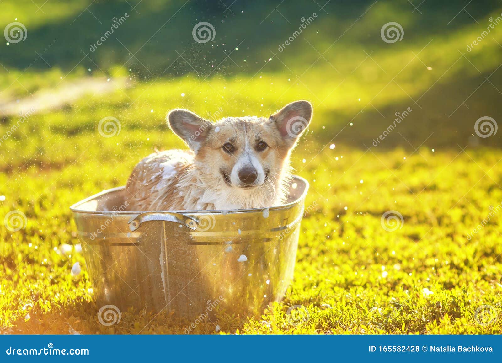 Red Corgi Dog Puppy with Big Ears Sitting in a Tub of Soap Suds Outside ...
