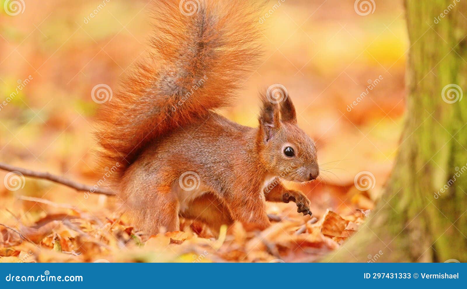 Funny Red Squirrel Burying a Nut in the Leaves Stock Video Video of
