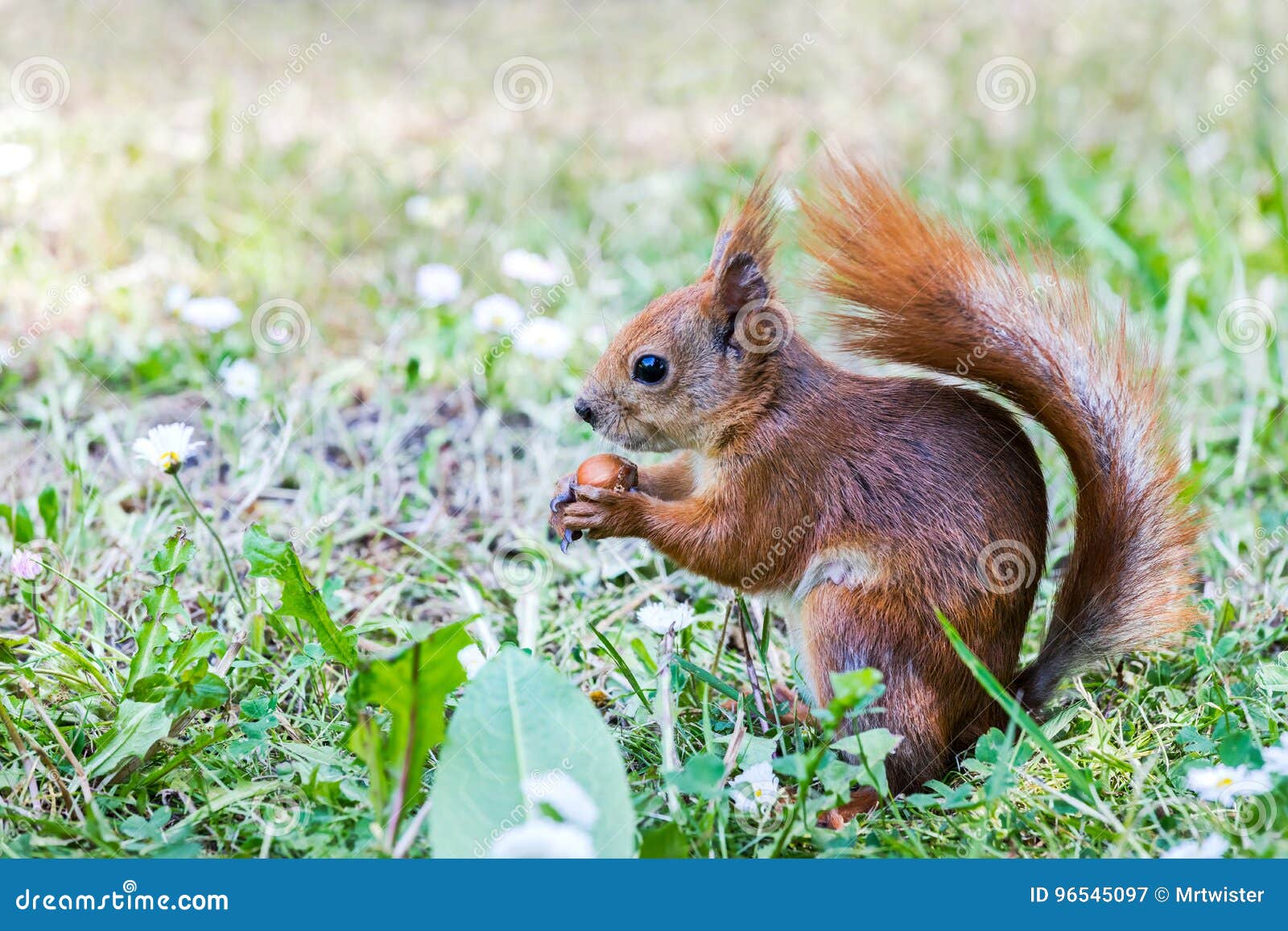 Hilarious photos show squirrels lifting nutty 'barbells