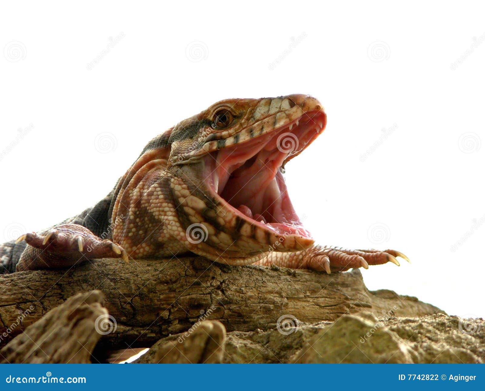 Funny reptile stock photo. Image of fauna, mouth, skin - 7742822 Funny reptile stock photo. Image of fauna, mouth, skin - 7742822