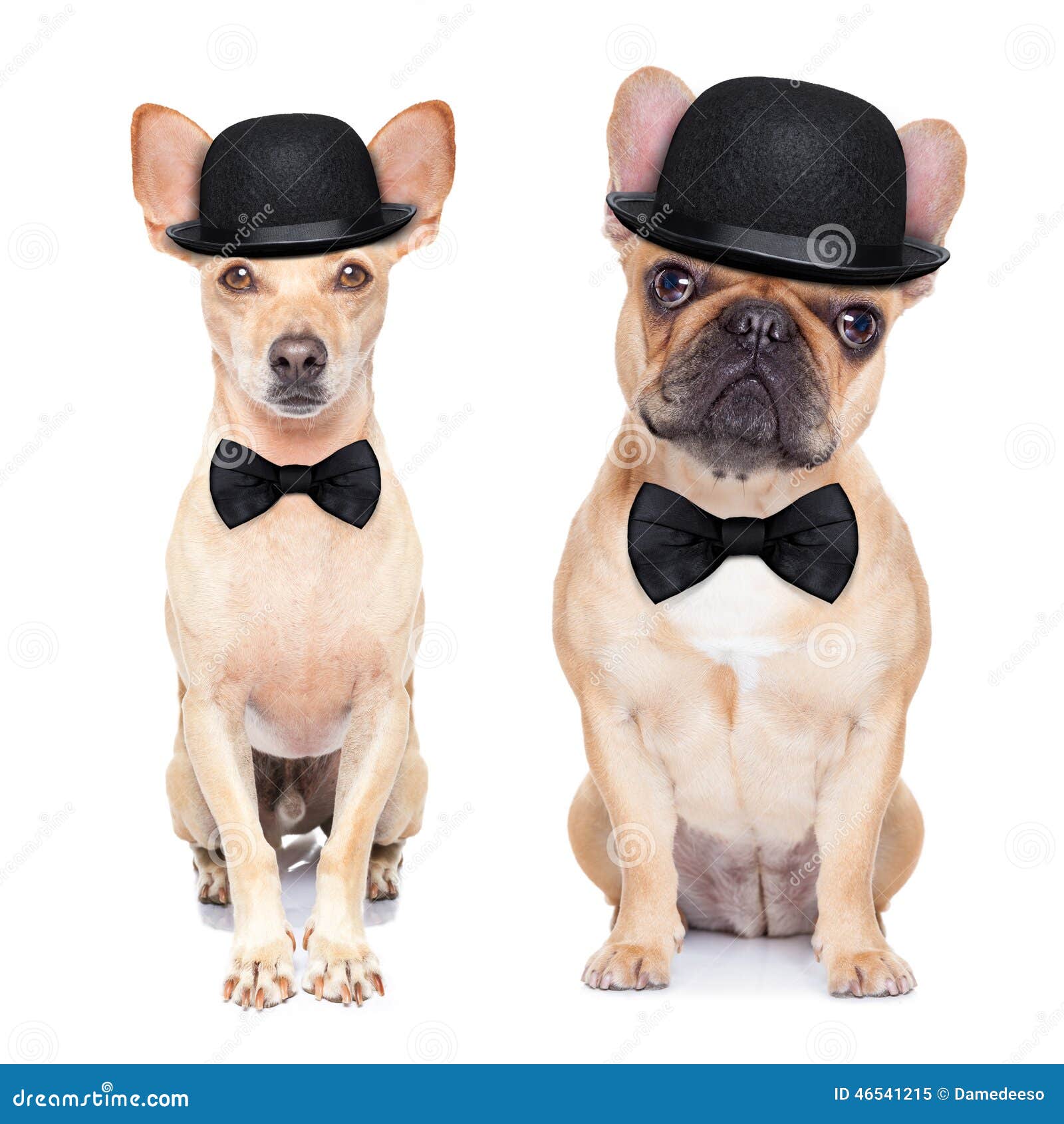 Bowler hat for dogs sale