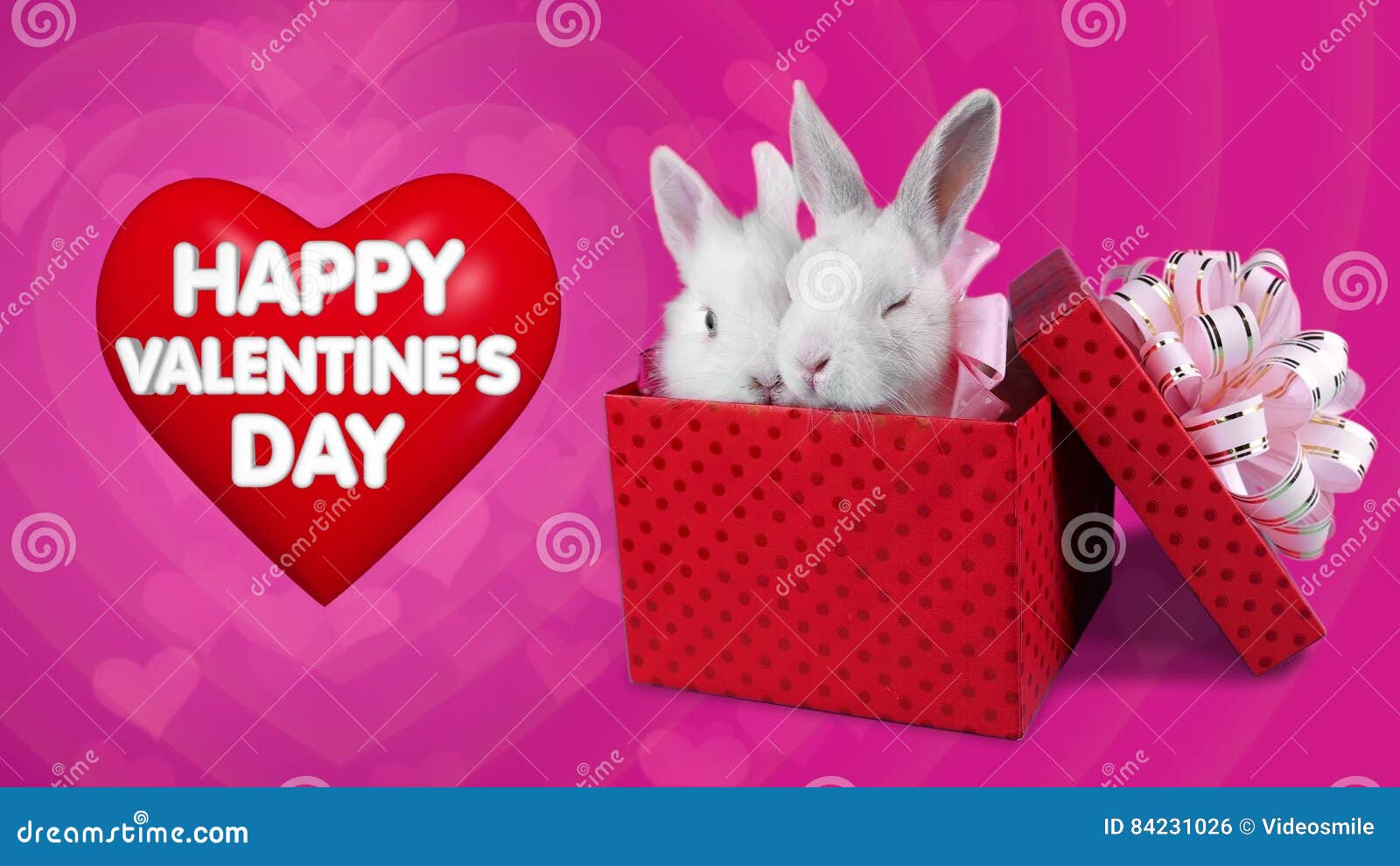A Funny Romantic Couple of Rabbits in Present Box, Happy Valentines Day  Concept Stock Footage - Video of message, coney: 84231026