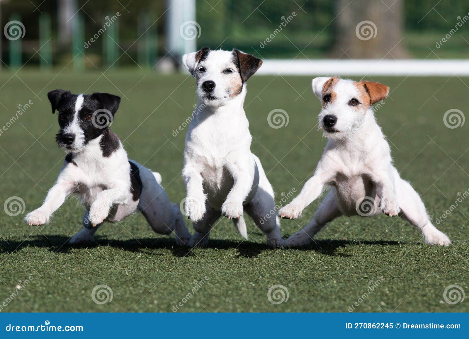 funny running parsons parson russell terrier with sable and black markings on a face