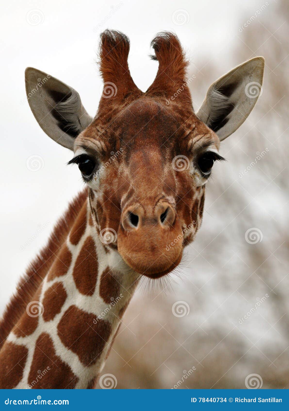 funny or sad giraffe face?