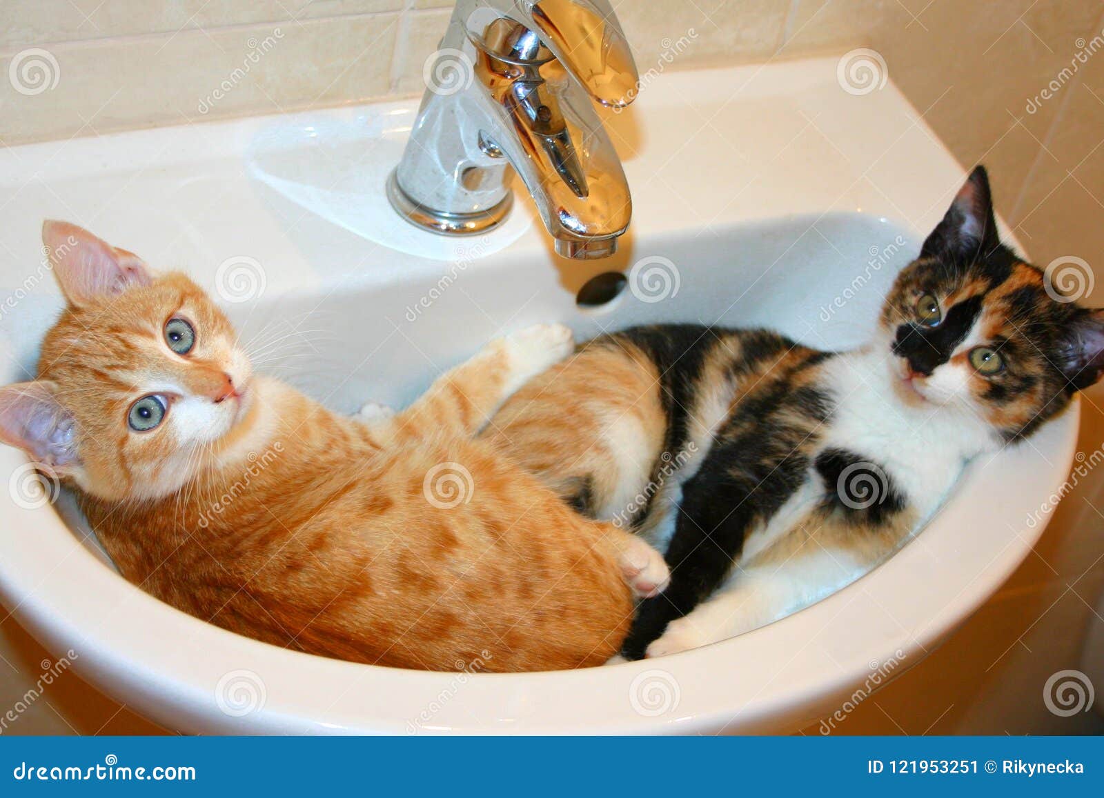 Funny Scene - Two Kittens Sleep in a Washbasin. it is Humorous Photo with  Comedy Concept. Stock Image - Image of beautiful, humorous: 121953251