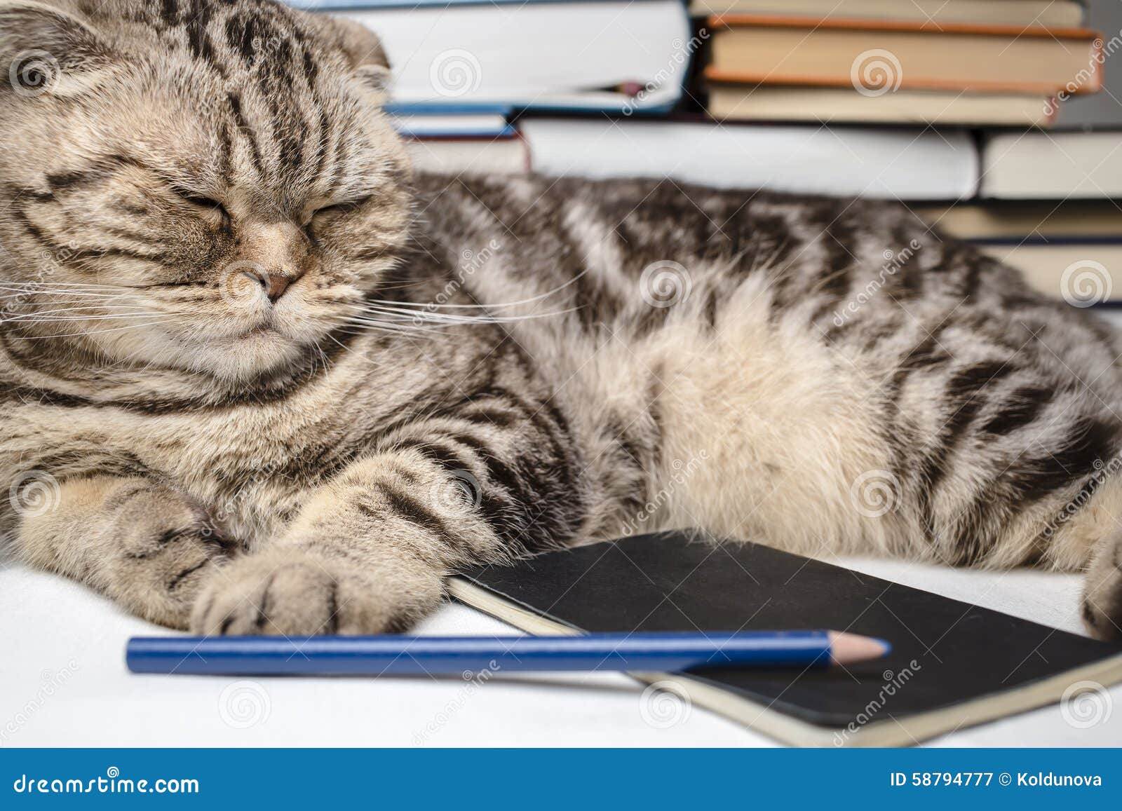 Funny Business Concept - Cat Pen and Blank Notepad Stock Image - Image of  look, adorable: 7571157