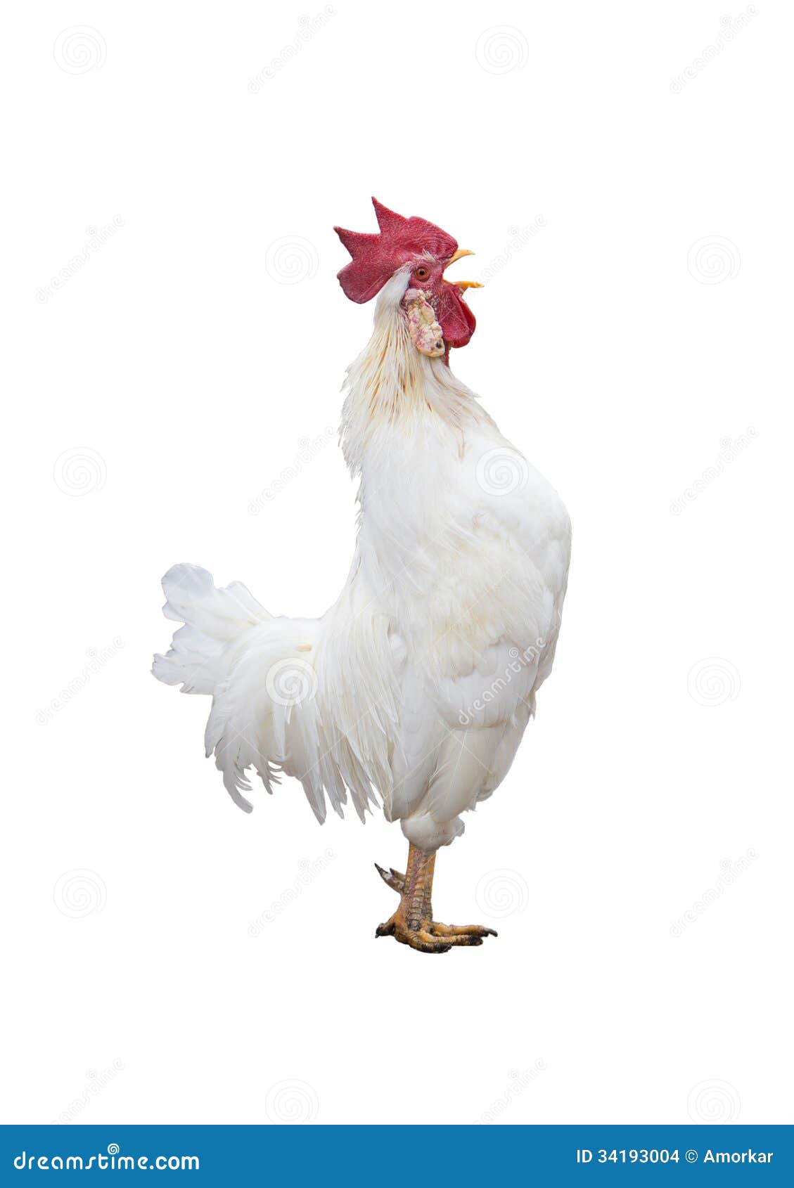 Funny screaming rooster stock photo. Image of farm, cockerel - 34193004