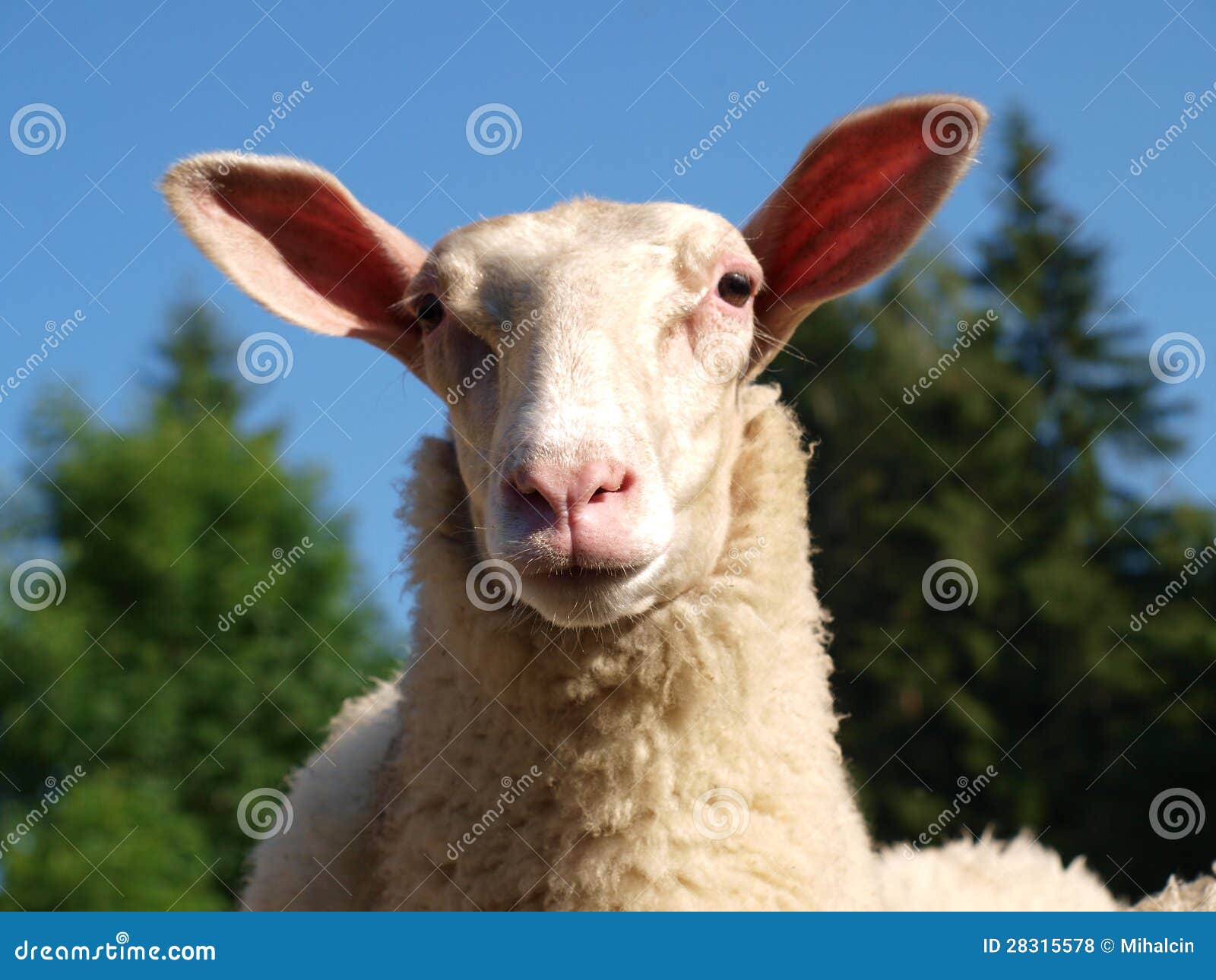 11,264 Funny Sheep Stock Photos - Free & Royalty-Free Stock Photos from Dreamstime 11,264 Funny Sheep Stock Photos - Free & Royalty-Free Stock Photos from Dreamstime