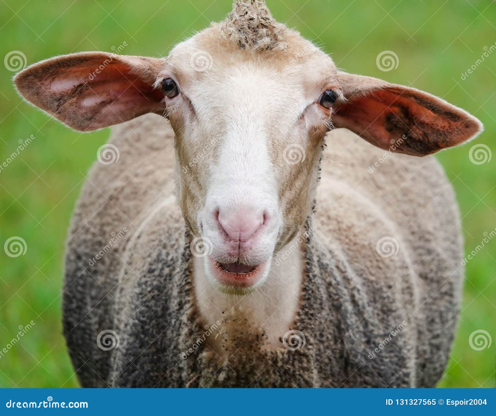 11,264 Funny Sheep Stock Photos - Free & Royalty-Free Stock Photos from Dreamstime 11,264 Funny Sheep Stock Photos - Free & Royalty-Free Stock Photos from Dreamstime
