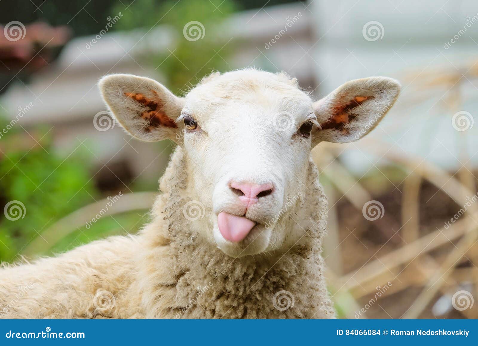 11,264 Funny Sheep Stock Photos - Free & Royalty-Free Stock Photos from Dreamstime 11,264 Funny Sheep Stock Photos - Free & Royalty-Free Stock Photos from Dreamstime