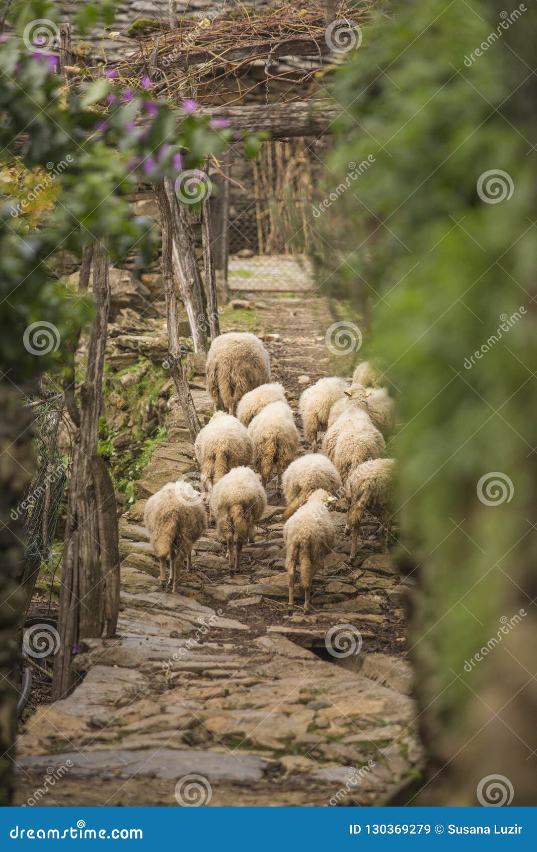 funny sheeps walking at covas do rio