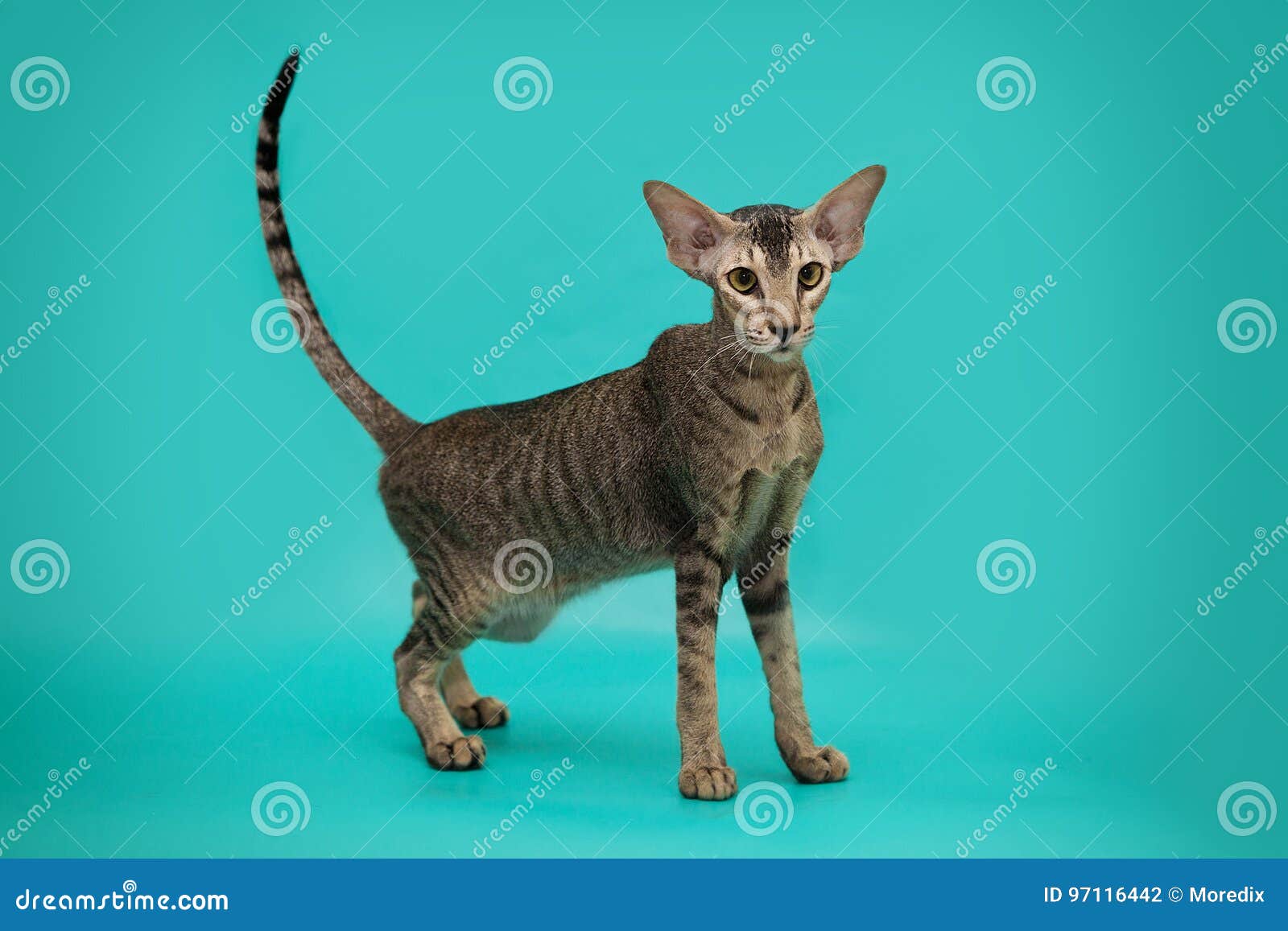 Funny Siamese Cat On A Studio Background. Slim, Graceful Oriental Cat