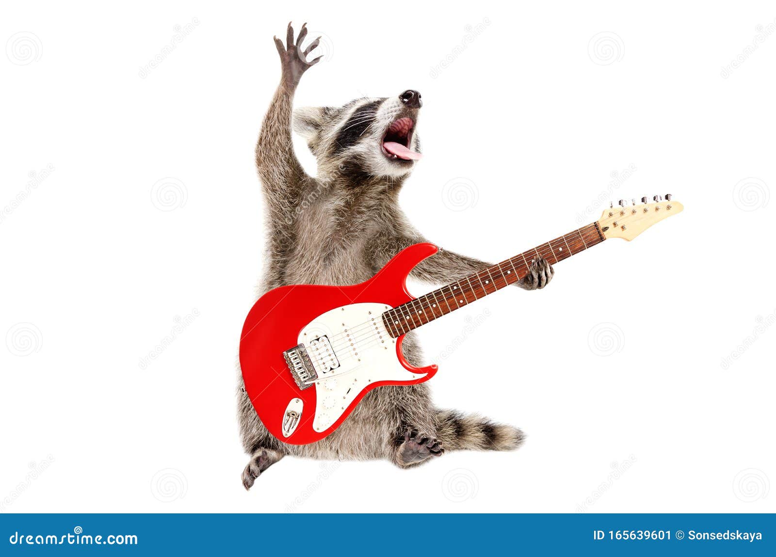 funny singing raccoon with electric guitar