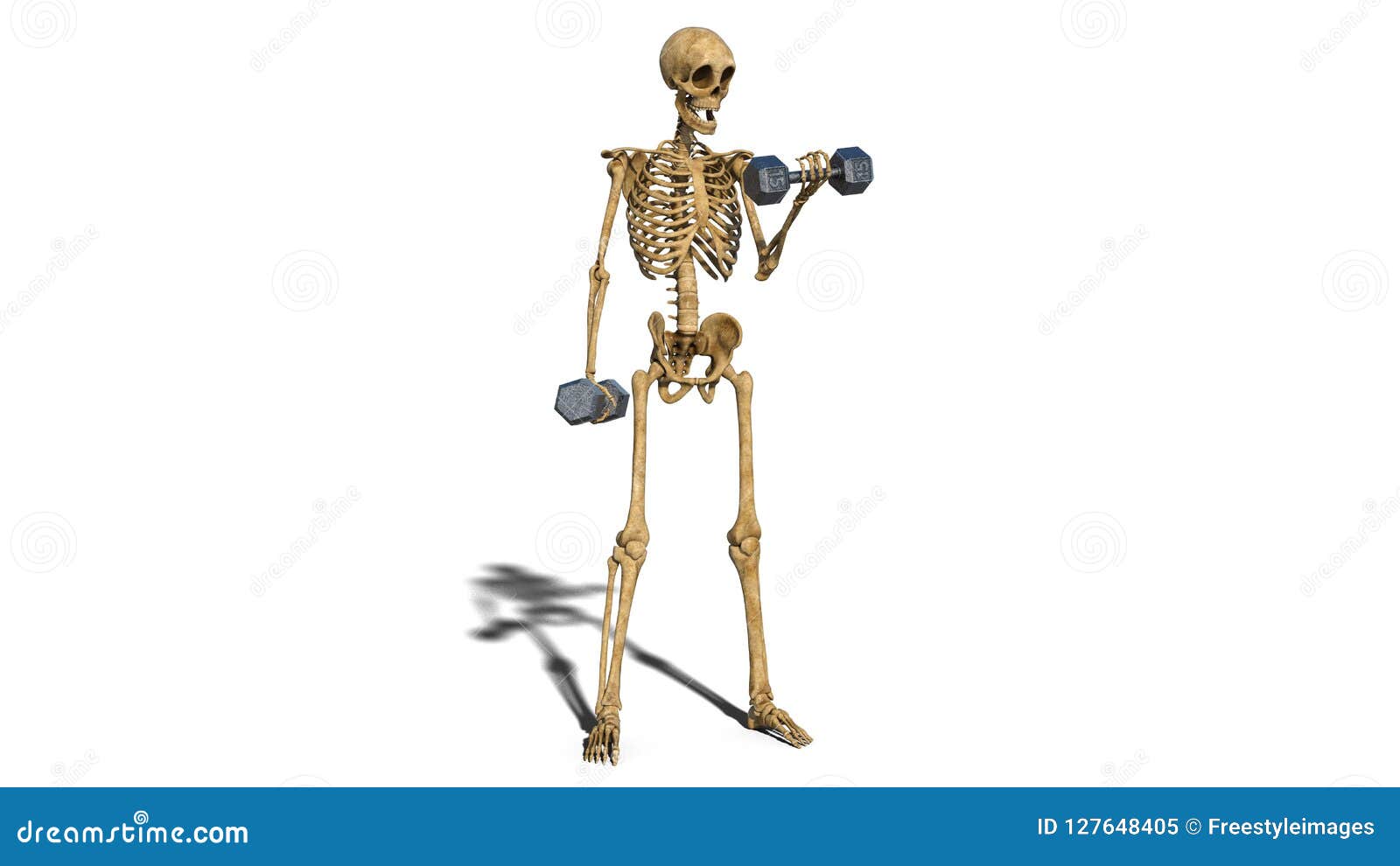 Funny Skeleton Exercising with Dumbbells, Human Skeleton Lifting Weights on White Background, 3D