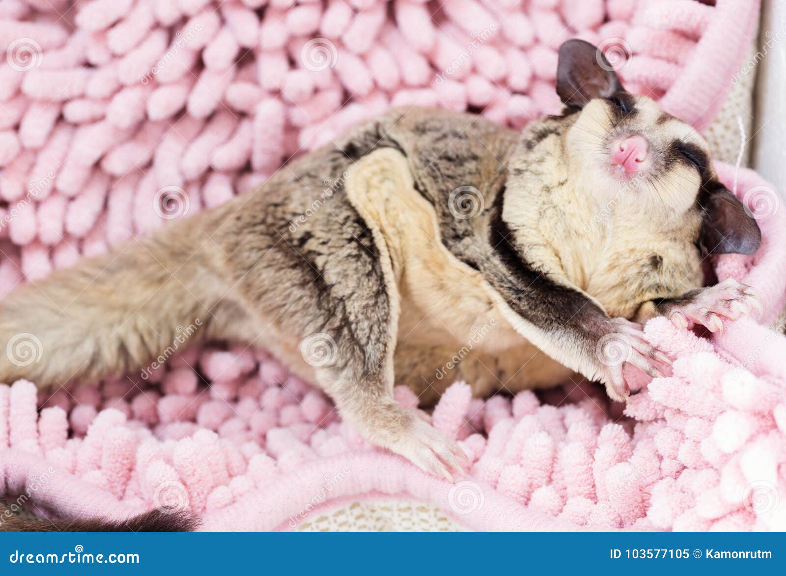 Funny Sleeping Cute Sugar Glider. Stock Image - Image of glider, cute:  103577105, image size:1600x1172