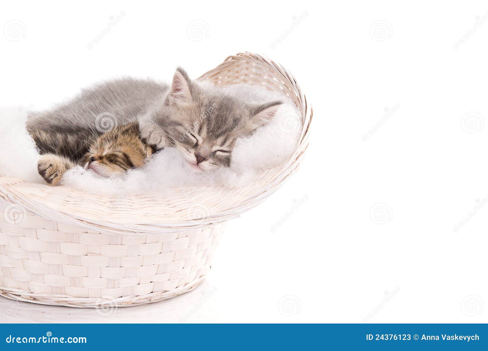 Funny Sleeping Kittens in Basket Stock Image Image of brown, adorable