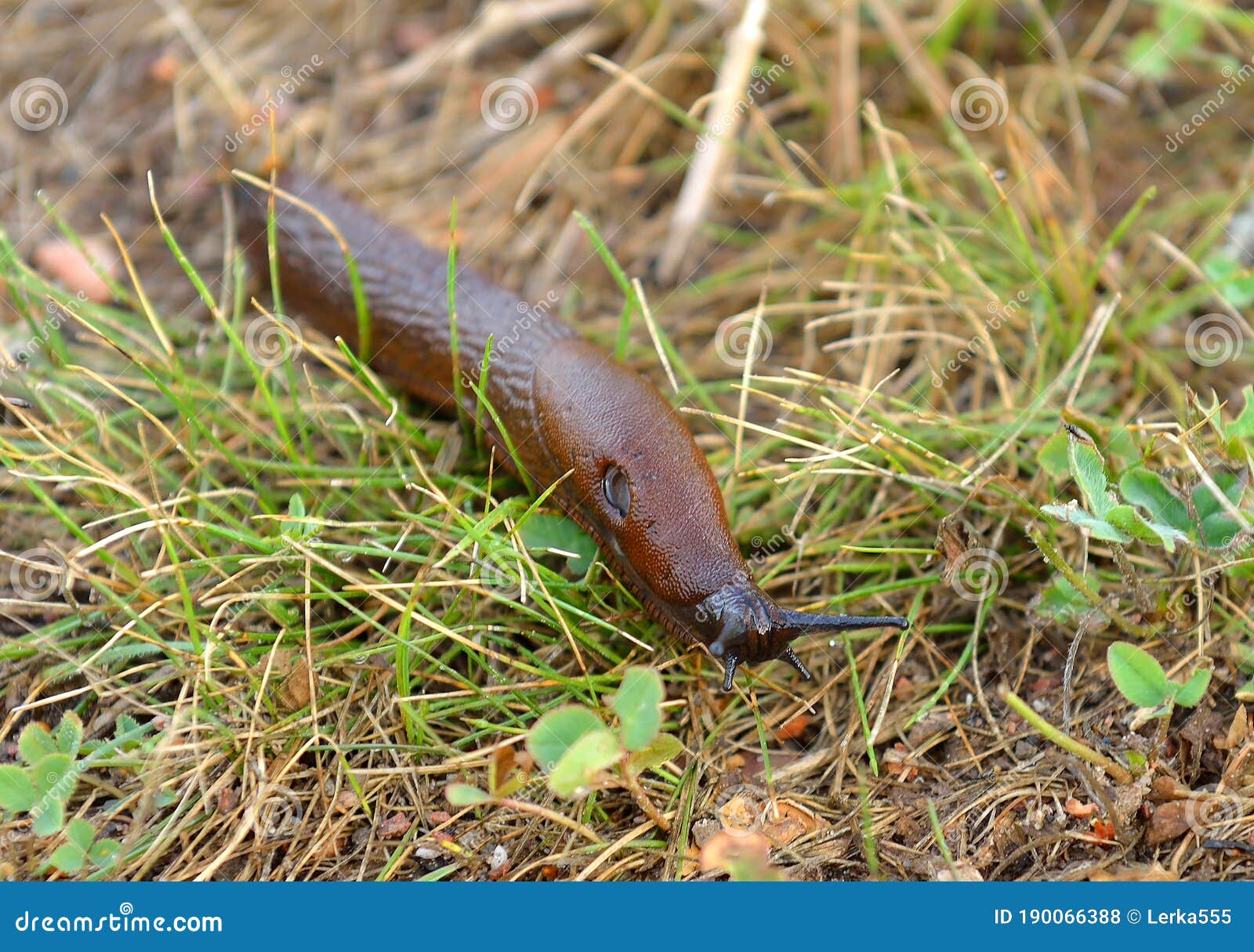 Funny Slug, Common Name for Apparently Shell-less Terrestrial Gastropod Mollusc. Arion Lusitanicus Stock Photo - Image of land, invasion: 190066388 Funny Slug, Common Name for Apparently Shell-less Terrestrial Gastropod Mollusc. Arion Lusitanicus Stock Photo - Image of land, invasion: 190066388
