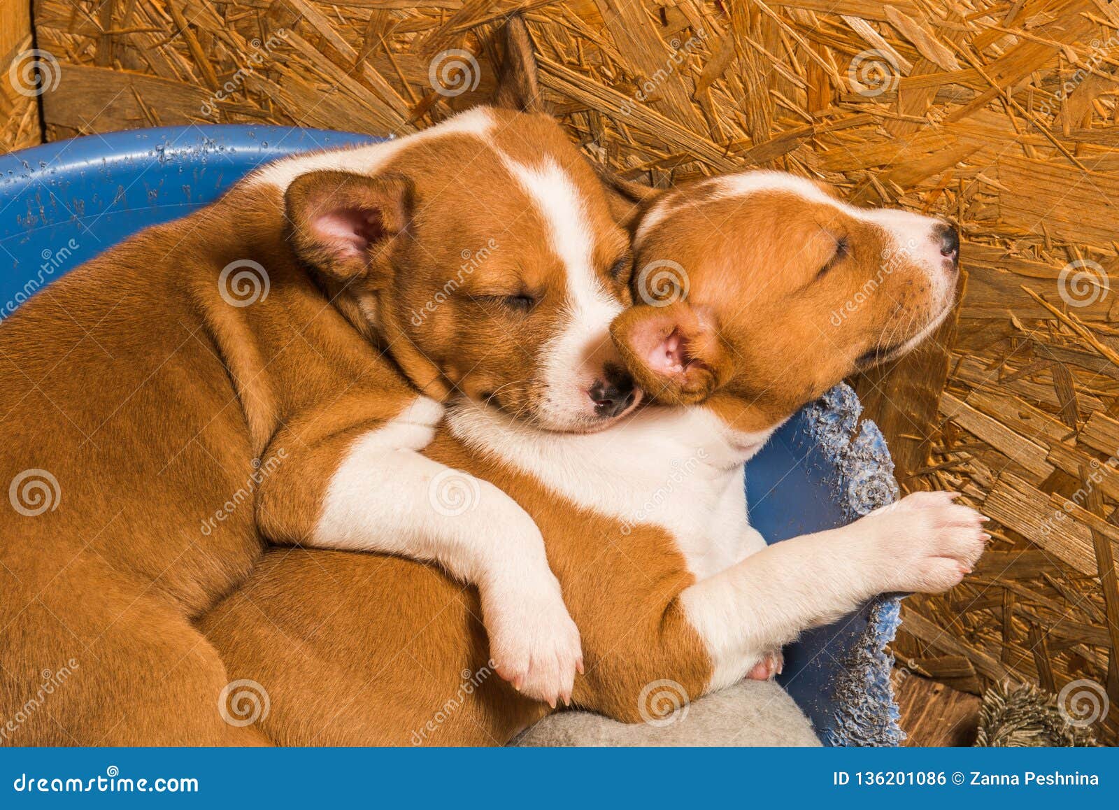 Funny Small Babies Two Basenji Puppies Dogs Are Sleeping