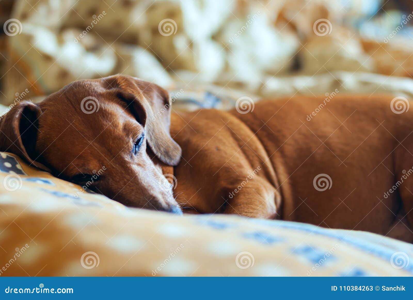 Funny Dog Sleeps on the Pillow Stock Image Image of comfort, friend