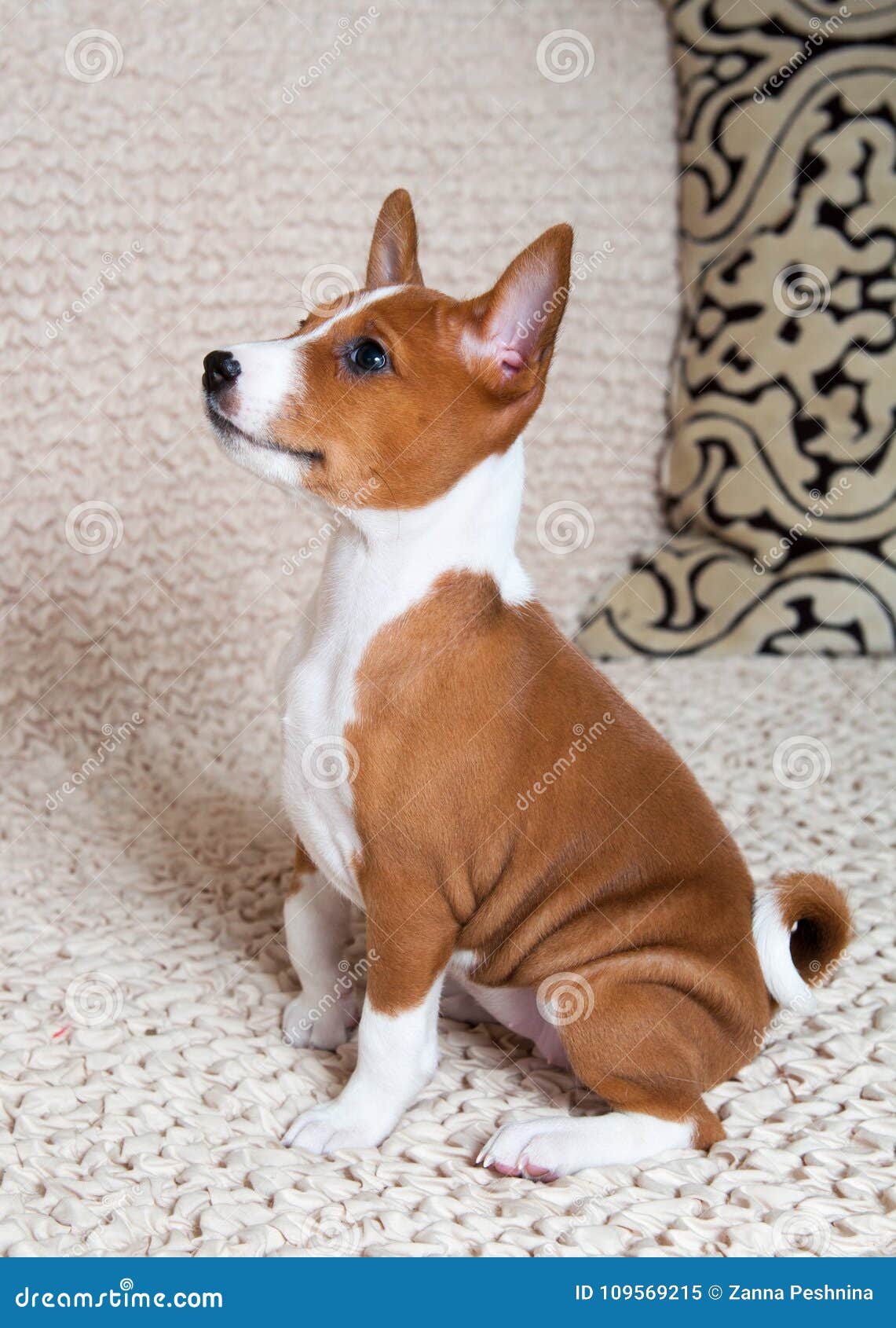 red basenji