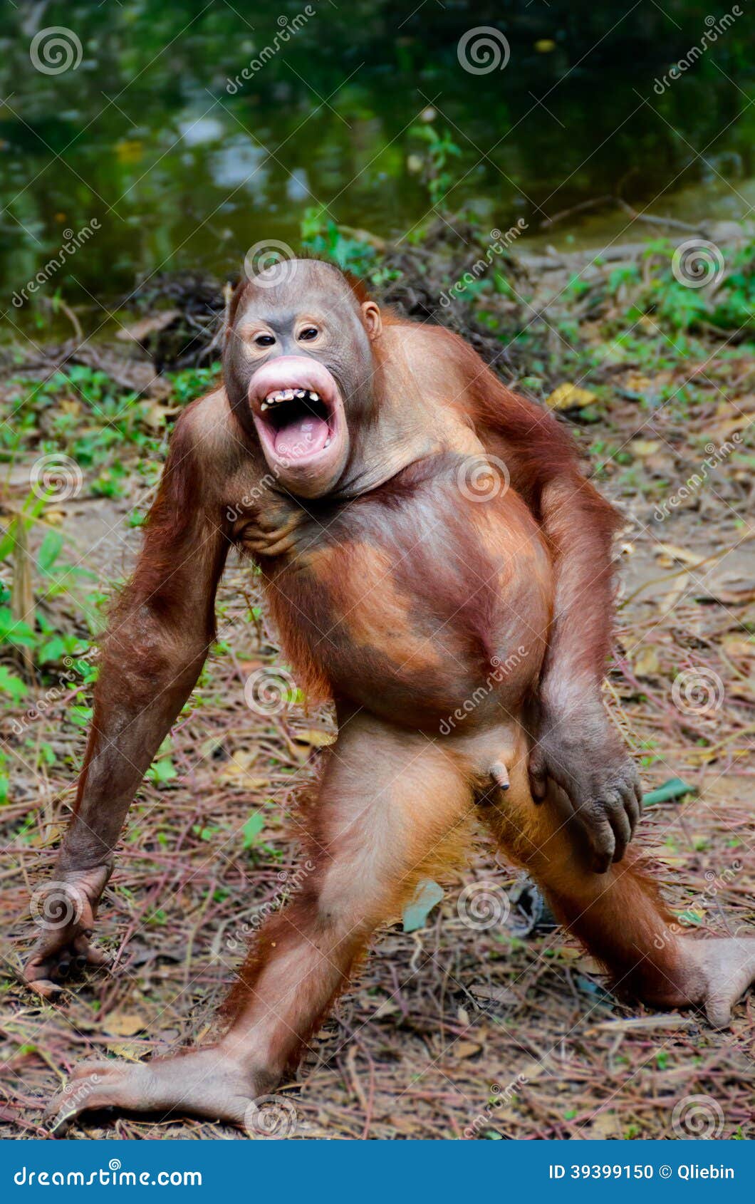 Funny Smile Orangutan Monkey Posing Stock Photo Image Of Orangutang Animals