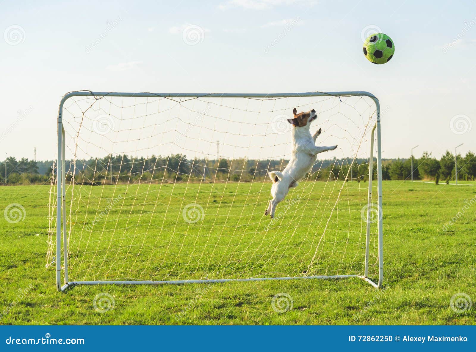 Funny Soccer Football Goalie Keeper Saving a Goal Stock Photo - Image of  jumping, scoring: 72862250