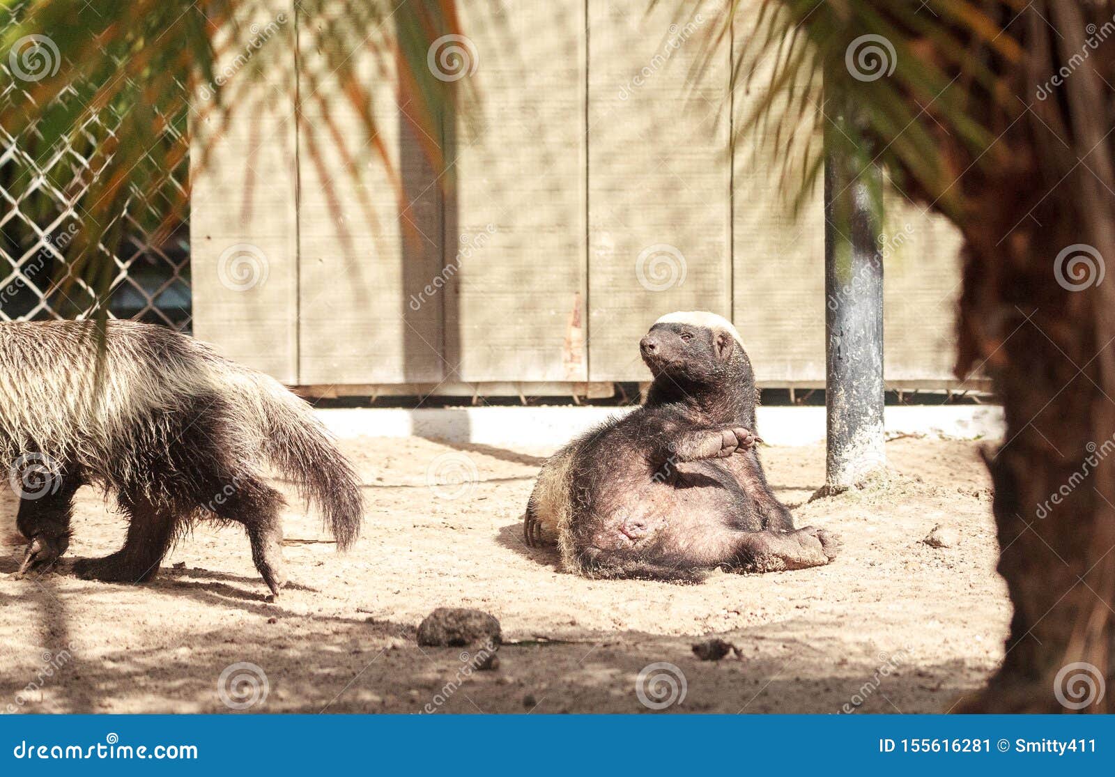 Funny Spread Legged Honey Badger Mellivora Capensis Stock Image - Image of  african, care: 155616281