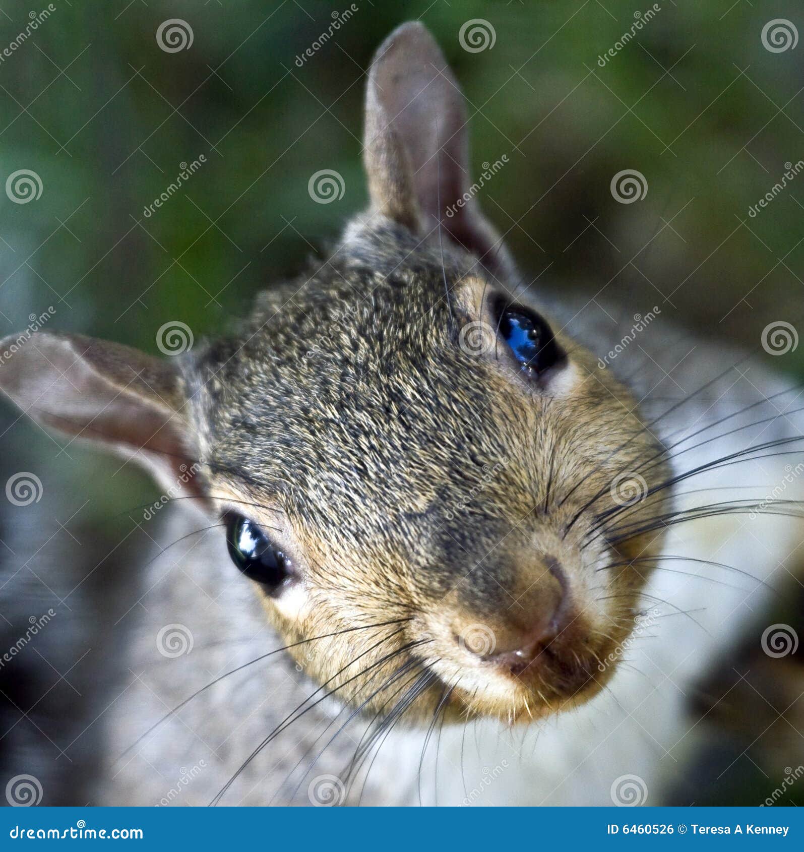 34,590 Funny Squirrel Stock Photos - Free & Royalty-Free Stock Photos from  Dreamstime