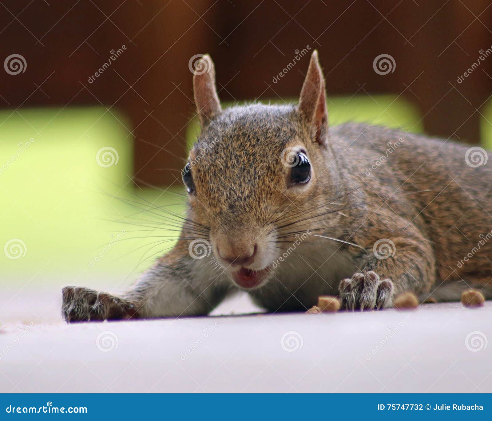 34,590 Funny Squirrel Stock Photos - Free & Royalty-Free Stock Photos from Dreamstime 34,590 Funny Squirrel Stock Photos - Free & Royalty-Free Stock Photos from Dreamstime