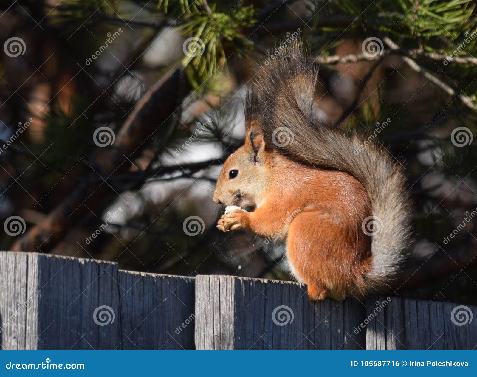 Funny Squirrel on the Fence Stock Photo Image of eats, eating 105687716