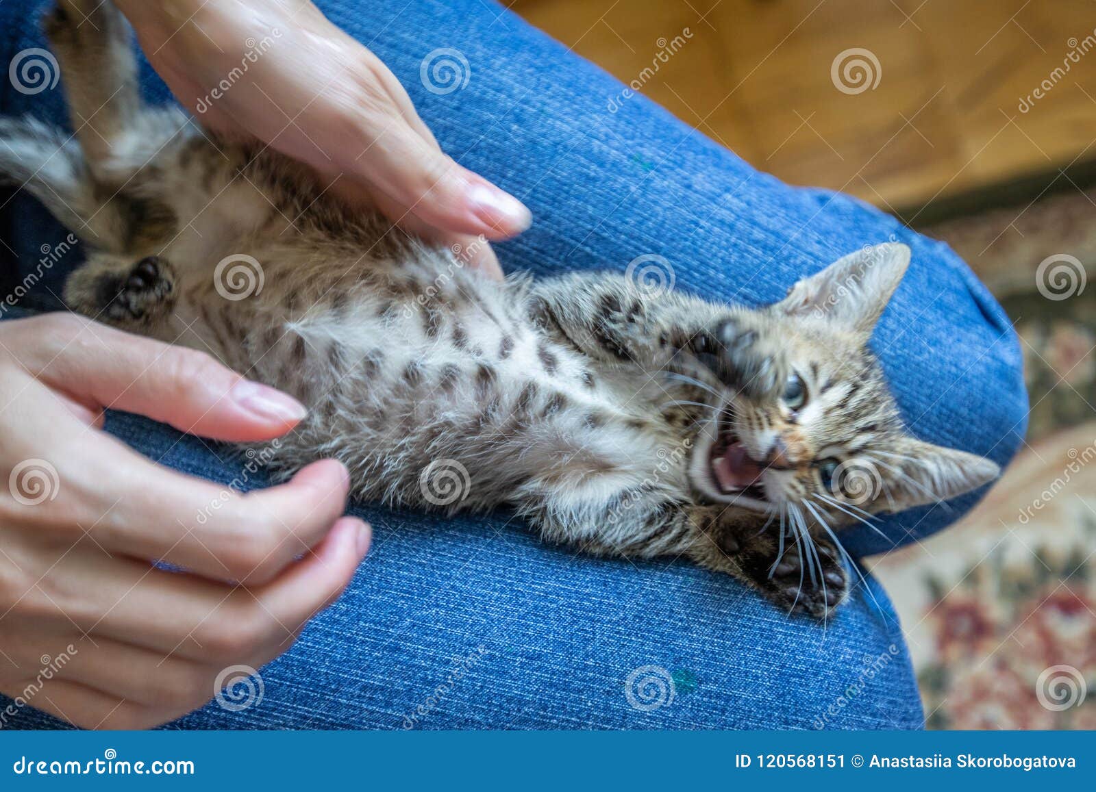 Funny Striped Kitten is Playing Lying Down. Tabby Cat Stock Image