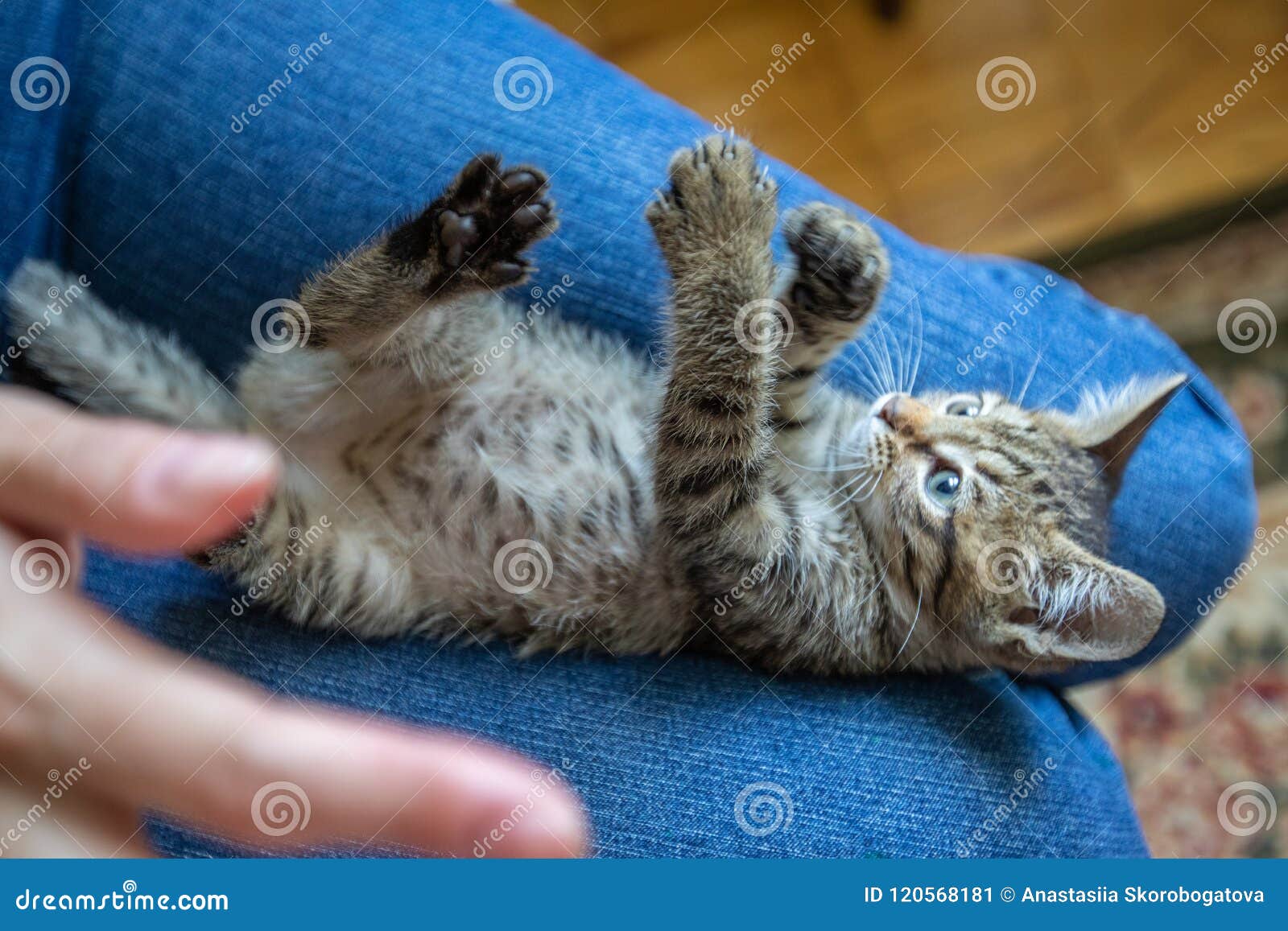 Funny Striped Kitten is Playing Lying Down. Tabby Cat Stock Image